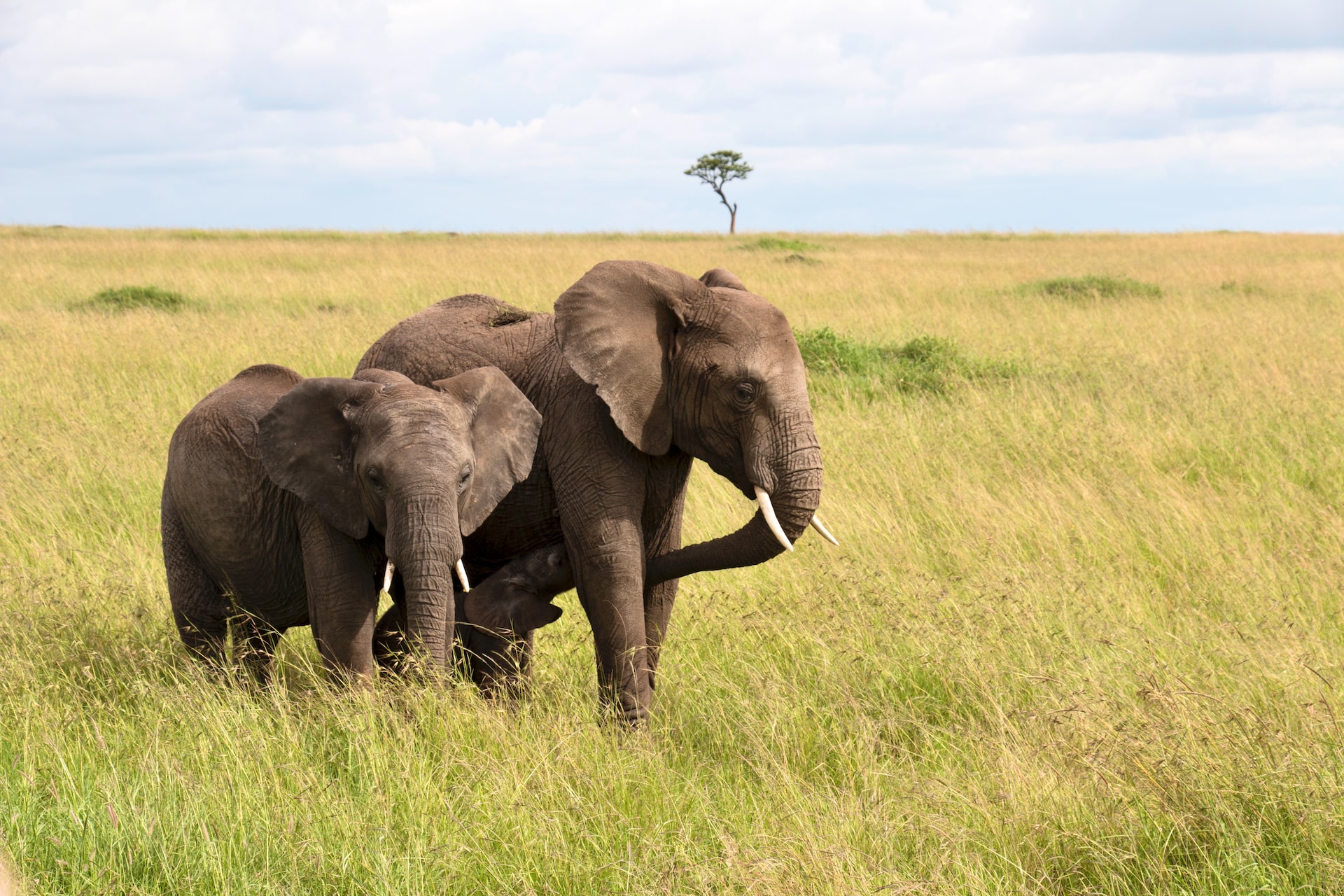 10 Fascinating Facts About Elephants You Didn’t Know