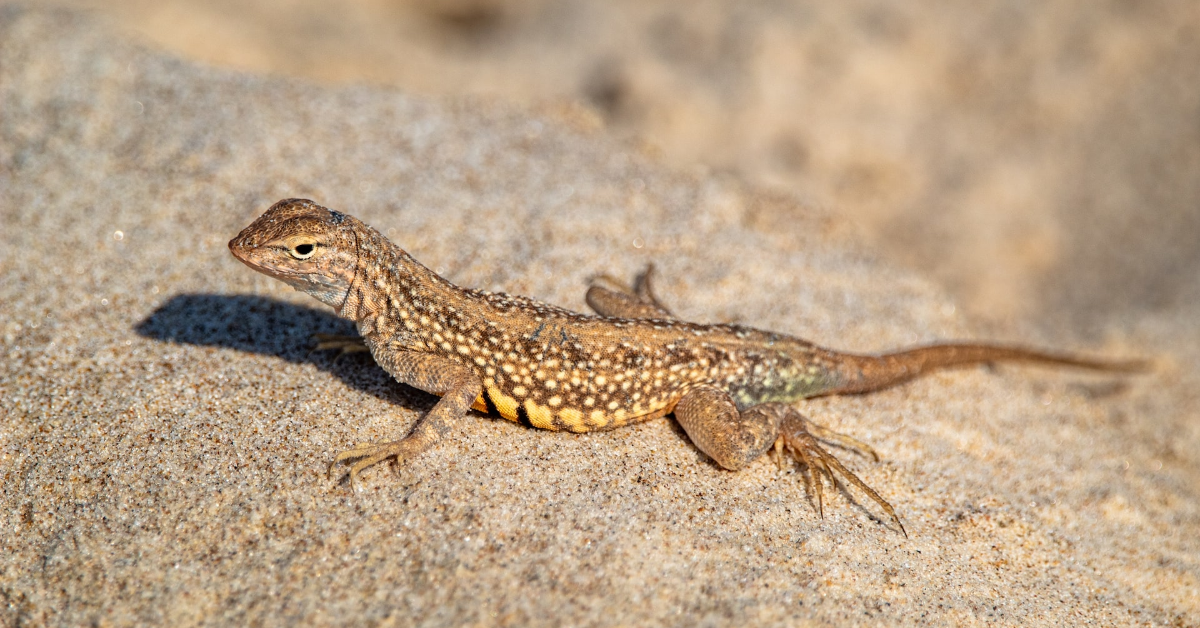 10 Fascinating Facts About Lizards That Will Make You Want to Learn More