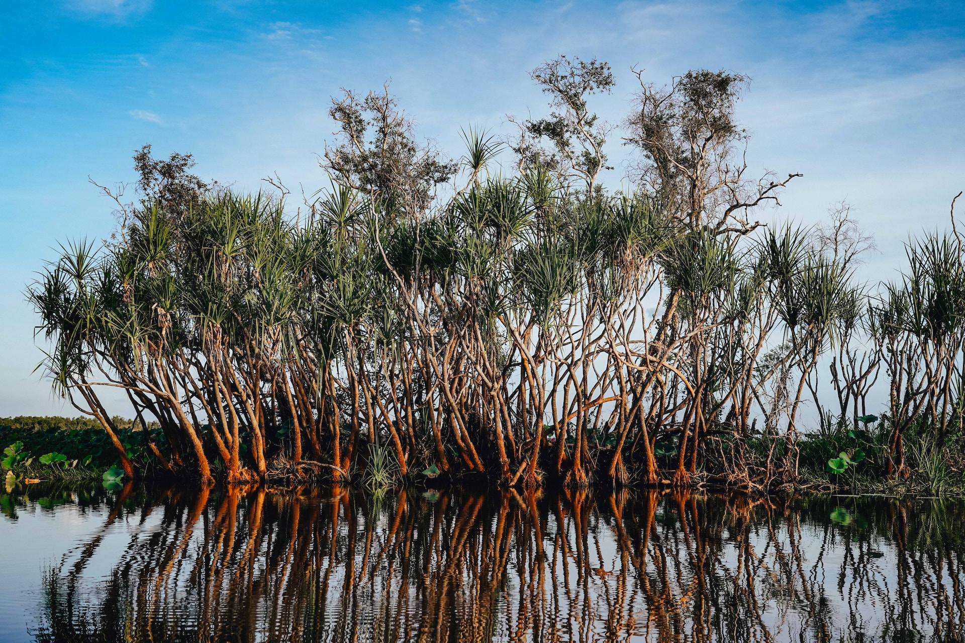 मैंग्रोव के बारे में 10 रोचक तथ्य जो आपको जानना जरूरी है| Fascinating Facts About Mangroves in Hindi