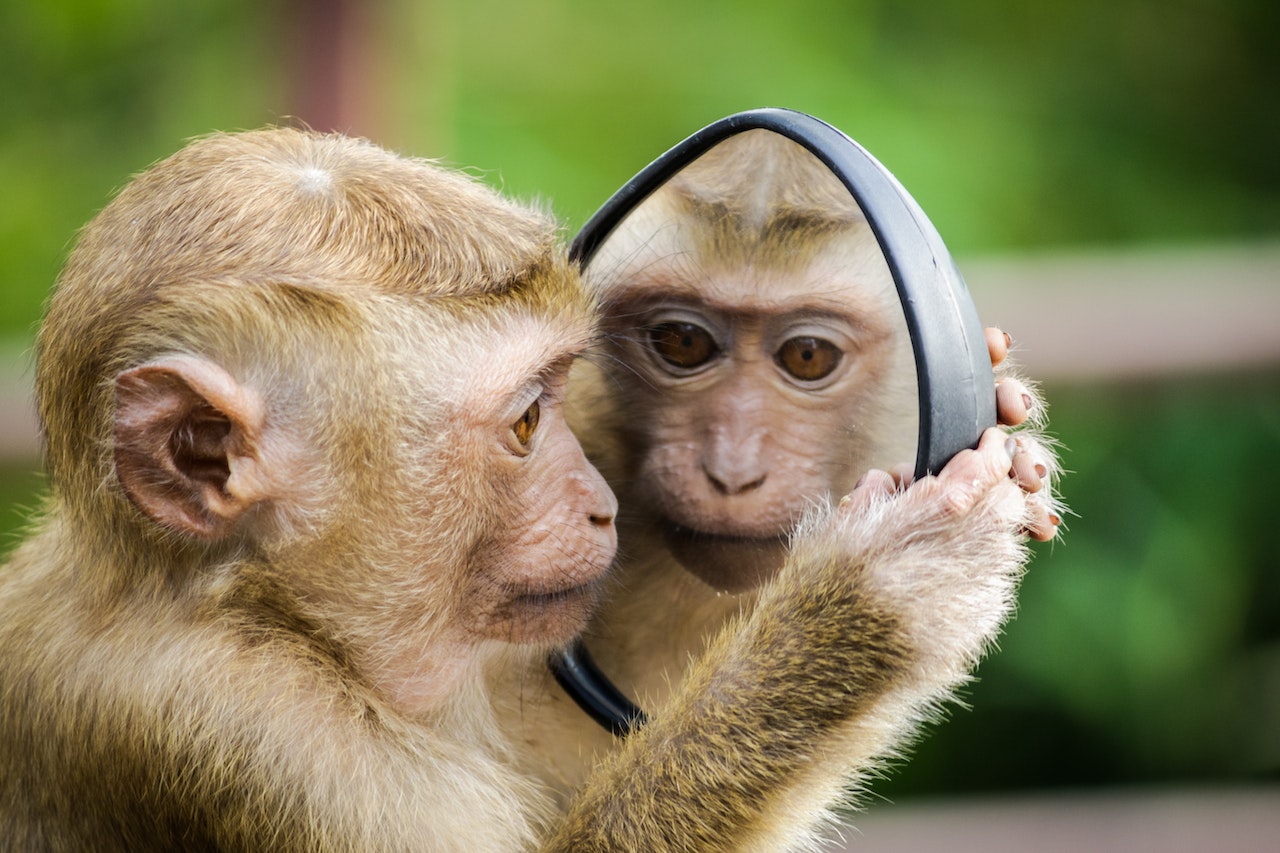10 Fascinating Facts About Monkeys You Need to Know