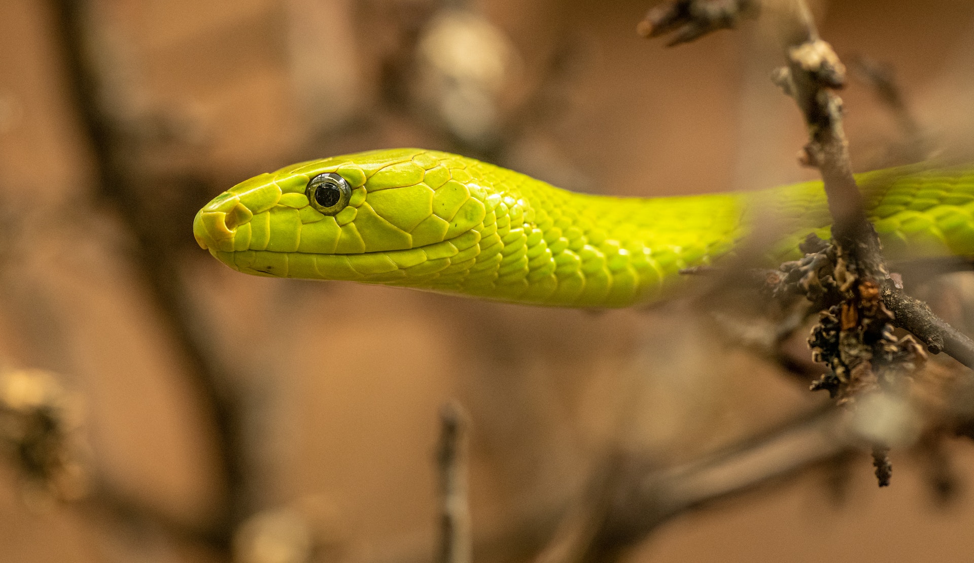 10 Fascinating Facts About Snakes You Never Knew