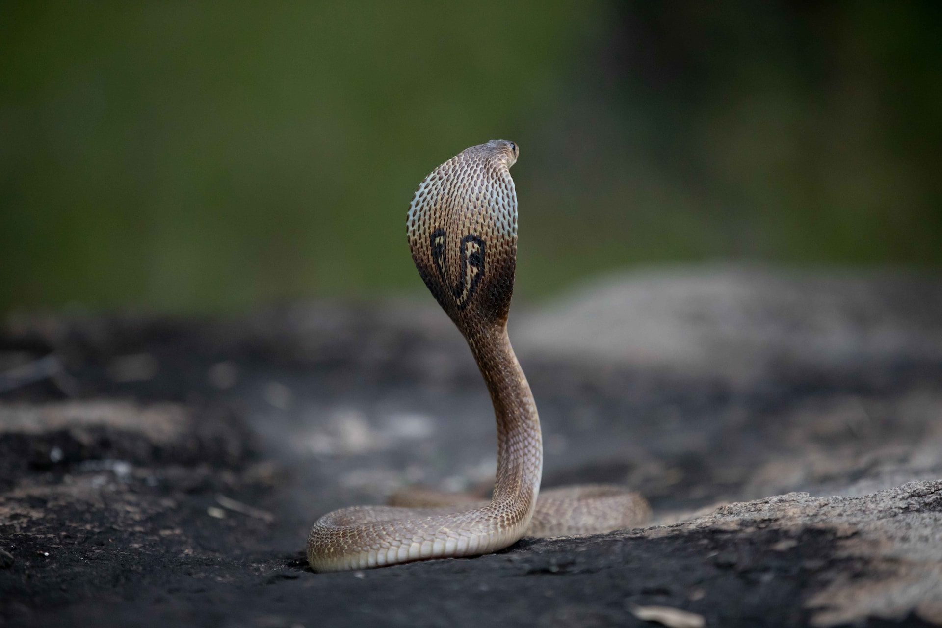 Top 10 Fascinating Facts About Snakes You Might Not Know