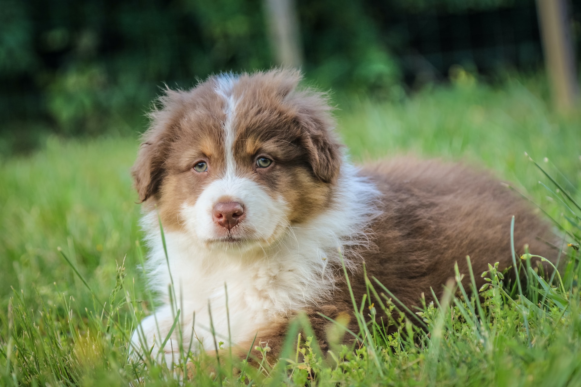 10 Intriguing Facts About Puppies That Will Amaze You