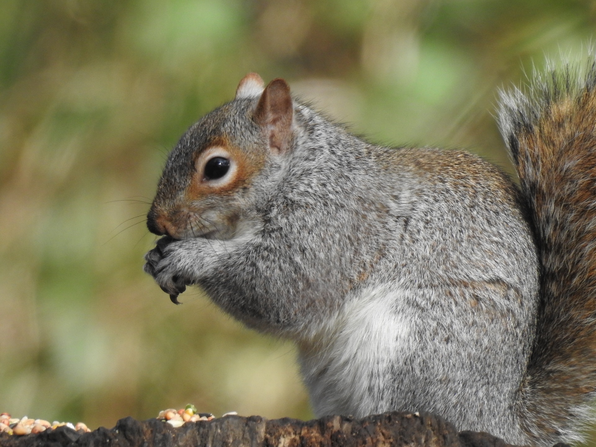 10 Surprising and Little-Known Facts About Squirrels