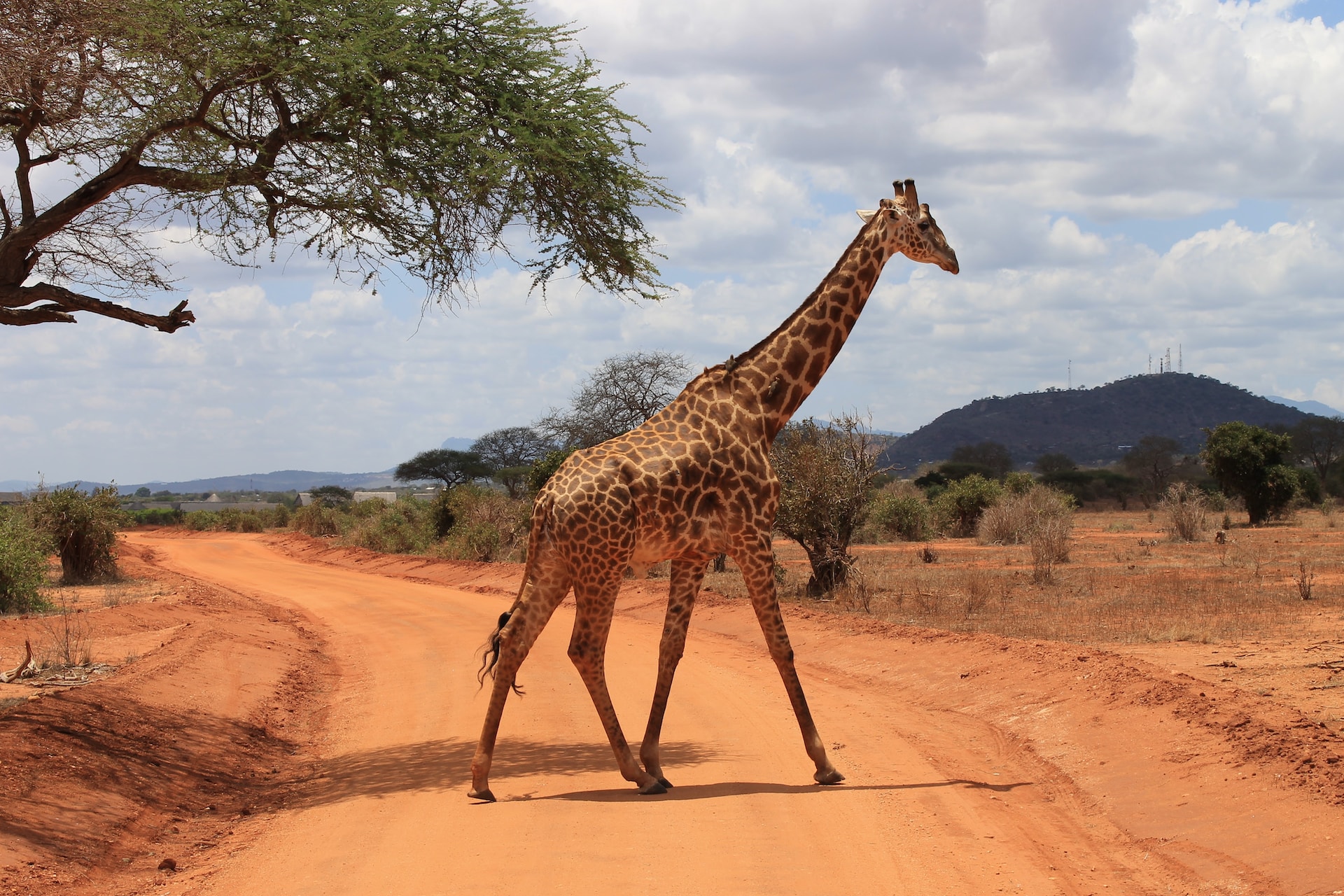 10 Things You Didn’t Know About Giraffes (Facts and Video)