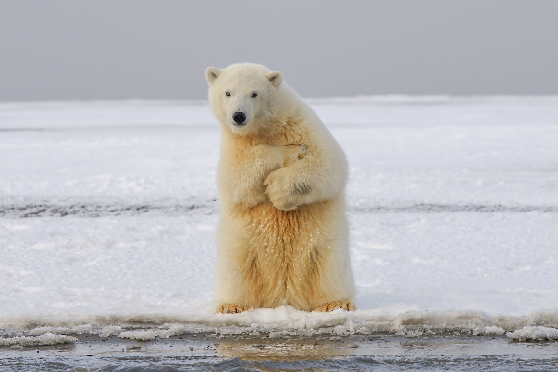 11 Fun and Surprising Facts About Polar Bears