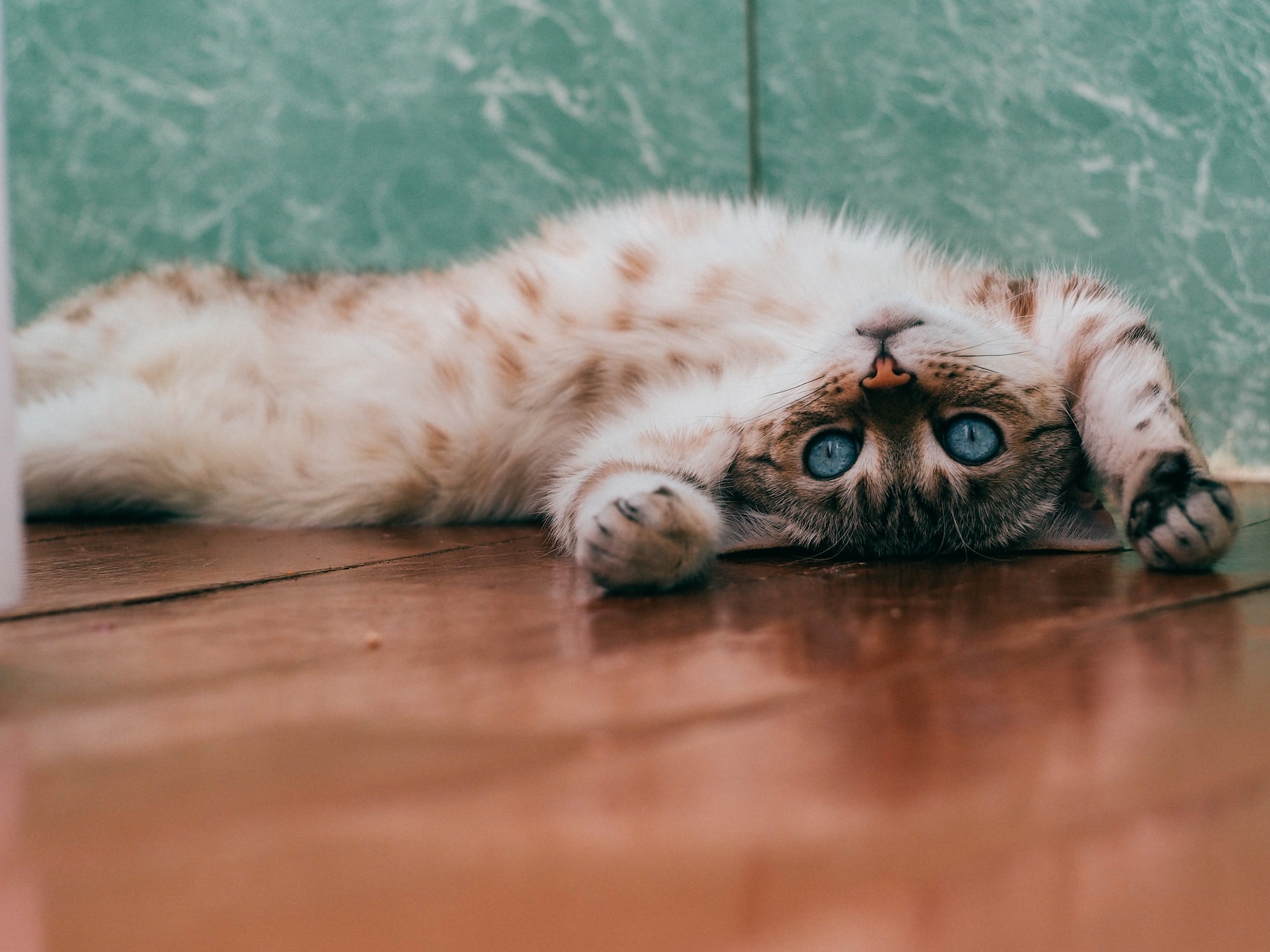 20 Fun and Surprising Facts About Cats