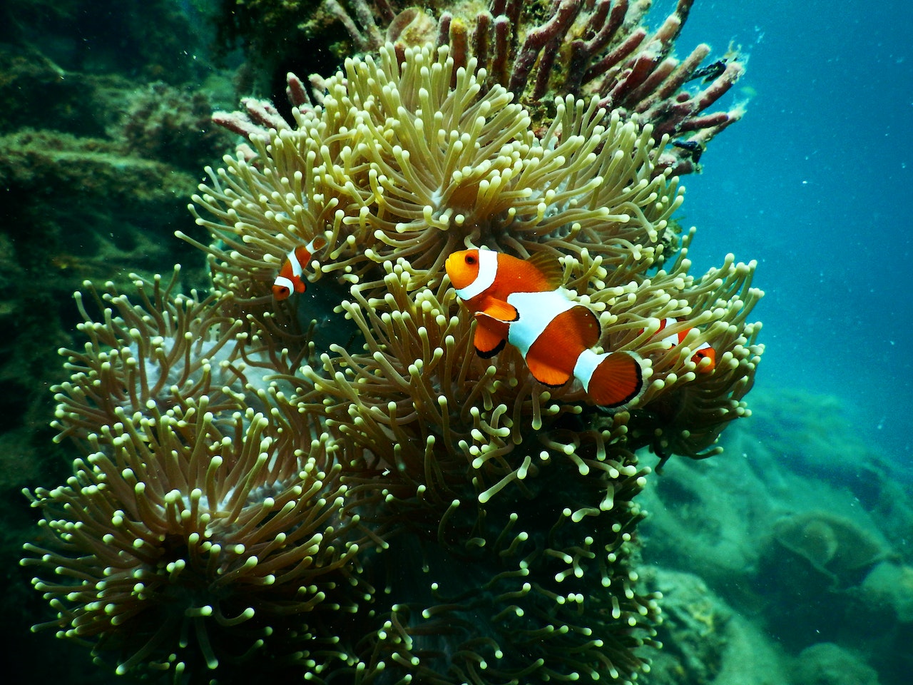 20 Startling Facts About the Great Barrier Reef