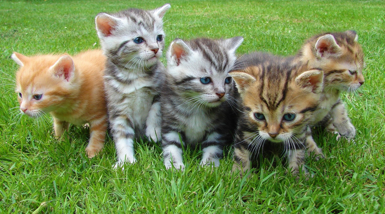 20 Surprising & Lesser Known Facts About Cats