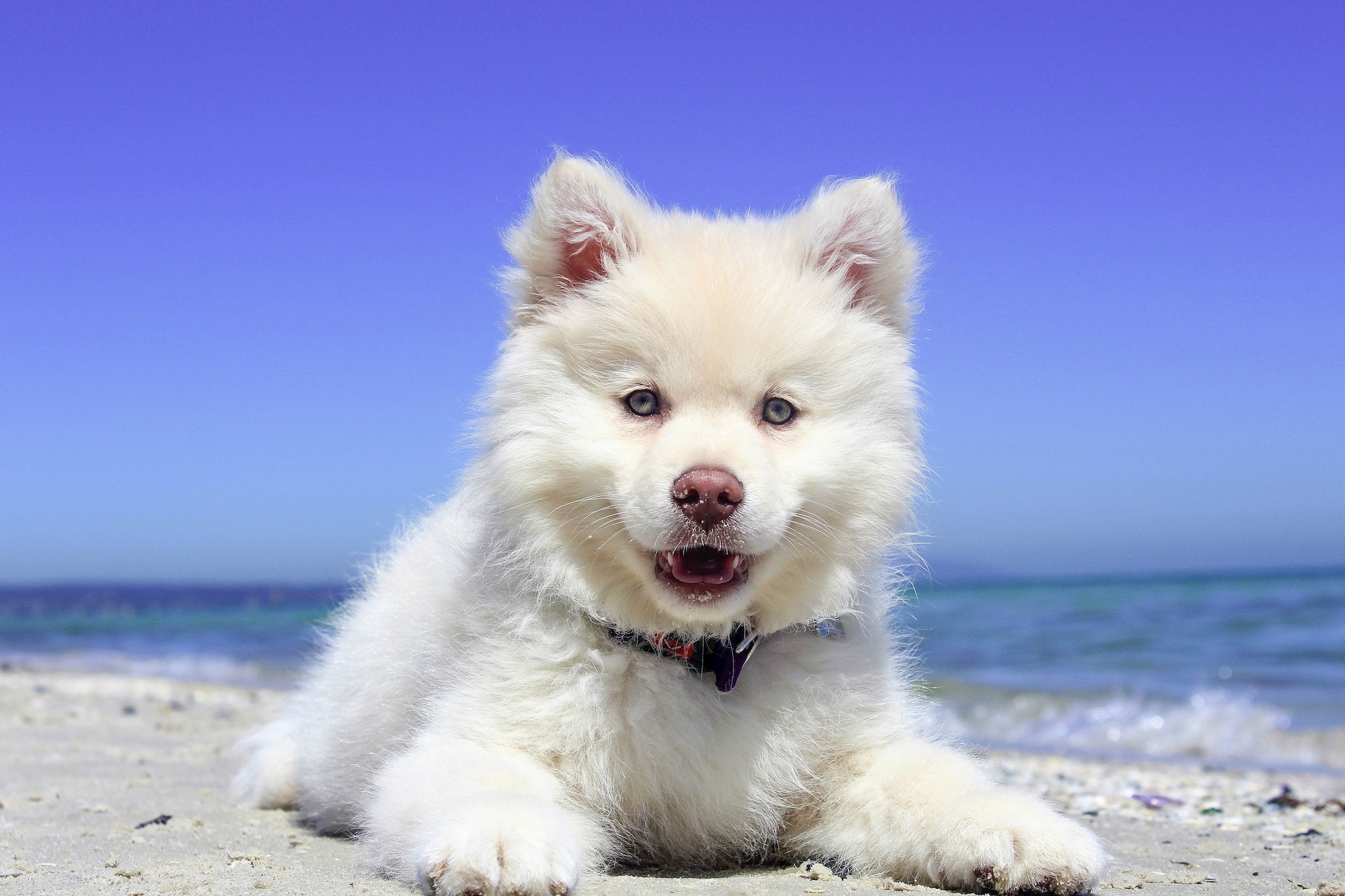 5 Fascinating Facts About Dogs You Probably Didn’t Know