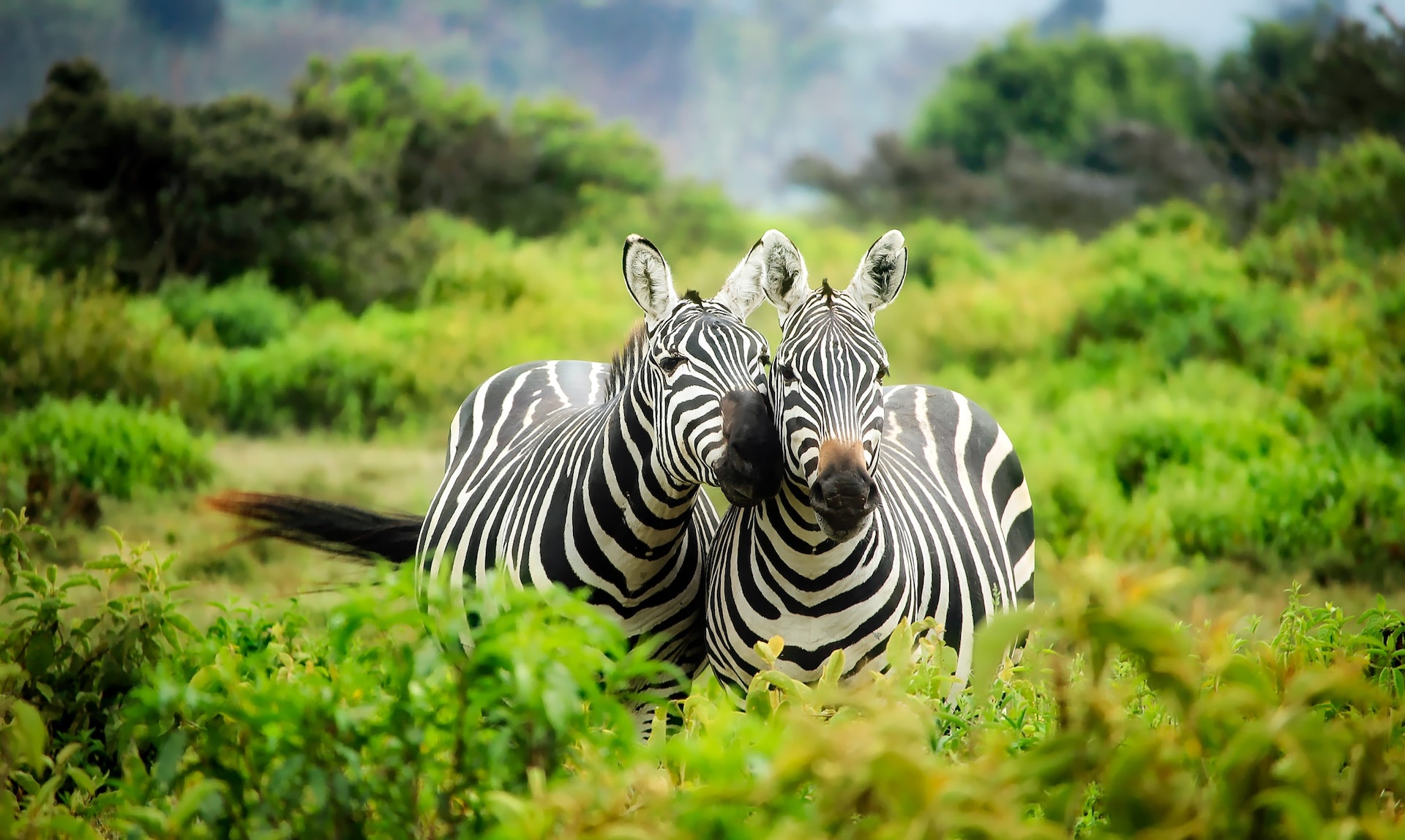 जेब्रा के बारे में 7 दिलचस्प मजेदार तथ्य | Zebras Unveiled: 7 Intriguing Fun Facts About in Hindi