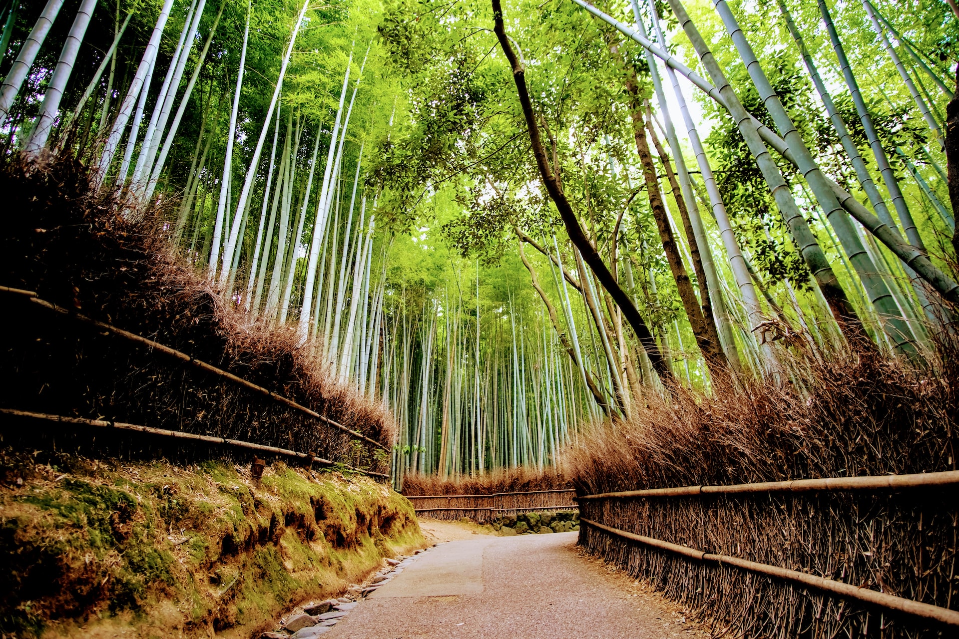 Bamboo’s Cultural Significance: A Plant with Deep Roots in Various Traditions and Rituals