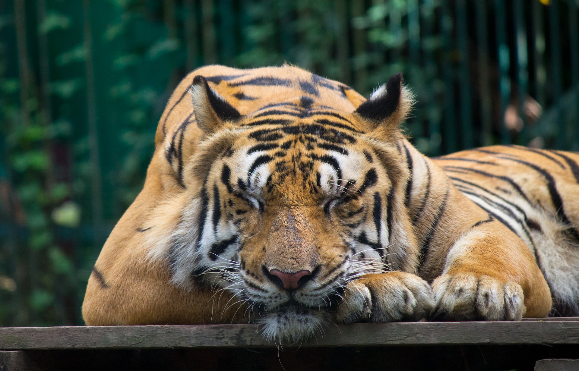 Bandhavgarh Tiger Reserve: Exploring the Majestic Kingdom of the Royal Bengal Tiger