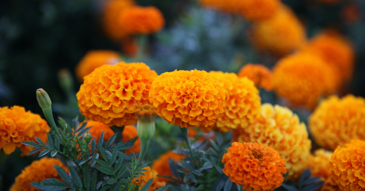 The Bright and Beautiful World of Marigolds: 14 Fascinating Facts About These Cheerful Flowers