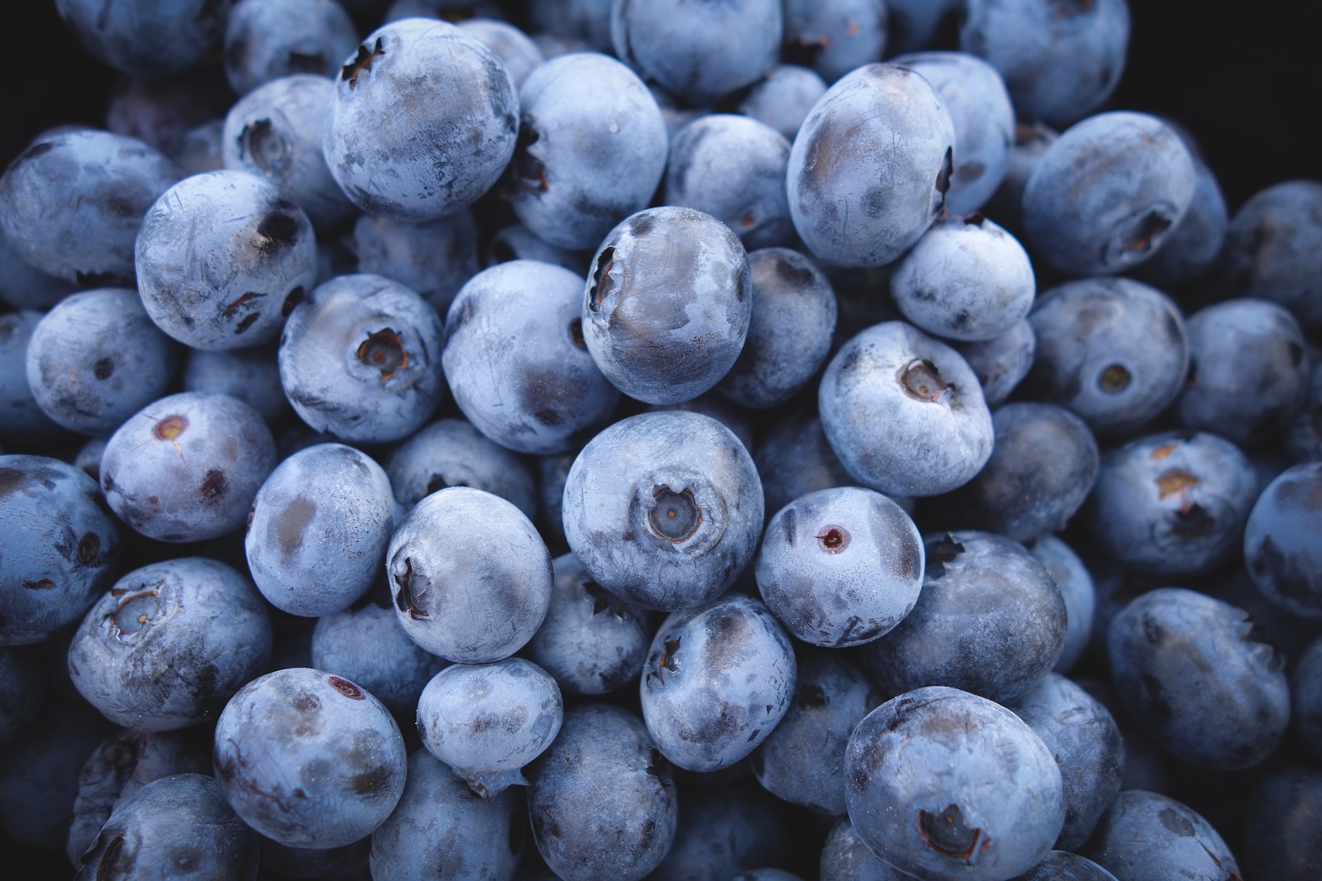 Blueberry Bonanza: Uncover the Surprising Facts and Uses of the Mighty Fruit