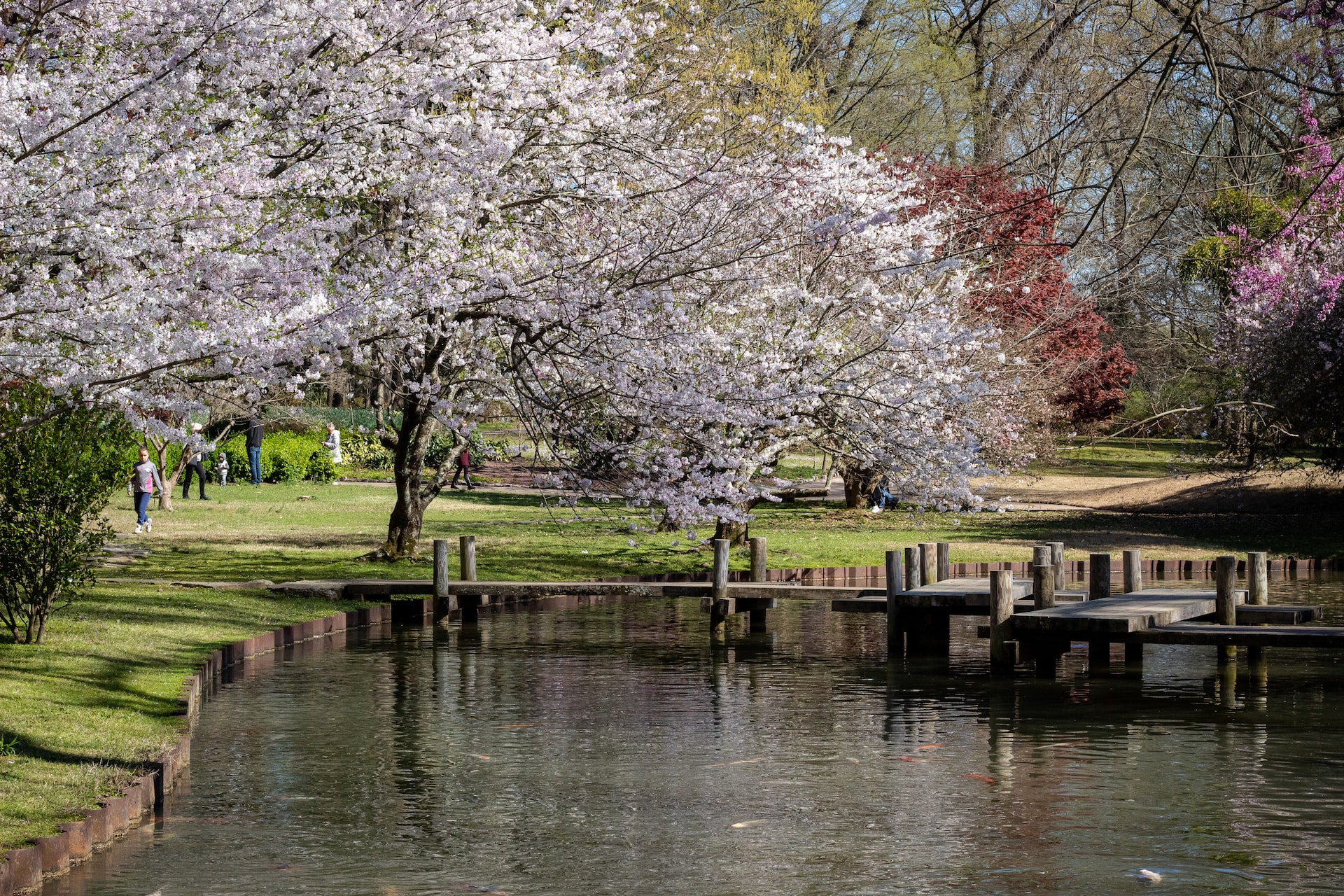 Bringing the Beauty of Cherry Blossoms to Your Home: Creating a Cherry Blossom-Themed Garden
