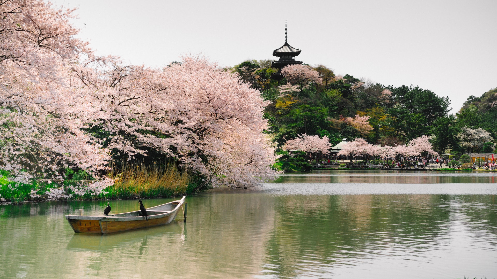Celebrating the Beauty of Cherry Blossoms: Festivals and Events Around the World
