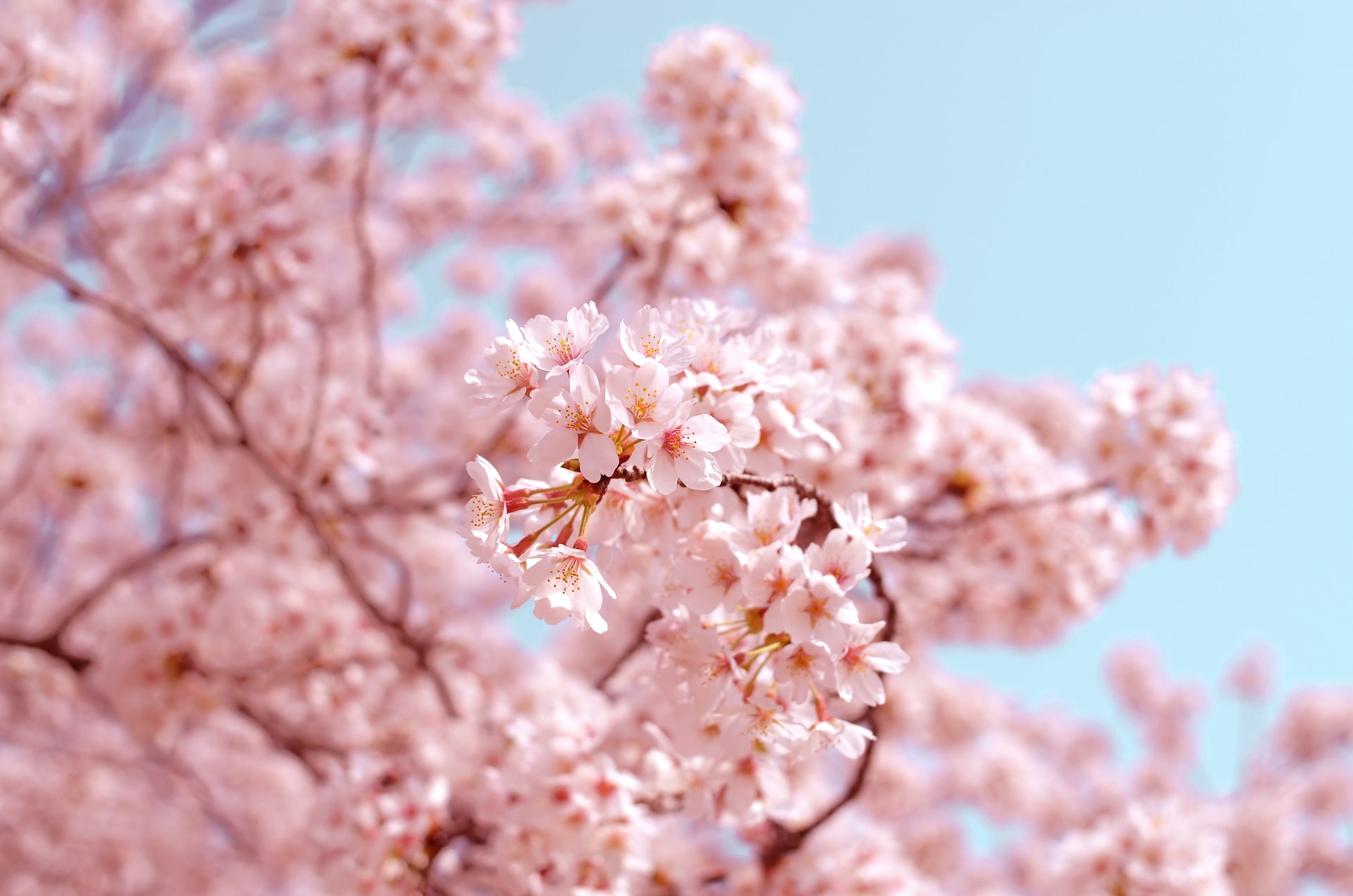 Cherry Blossom-Themed Travel Itineraries for Pune: Ideas for a Spring Vacation