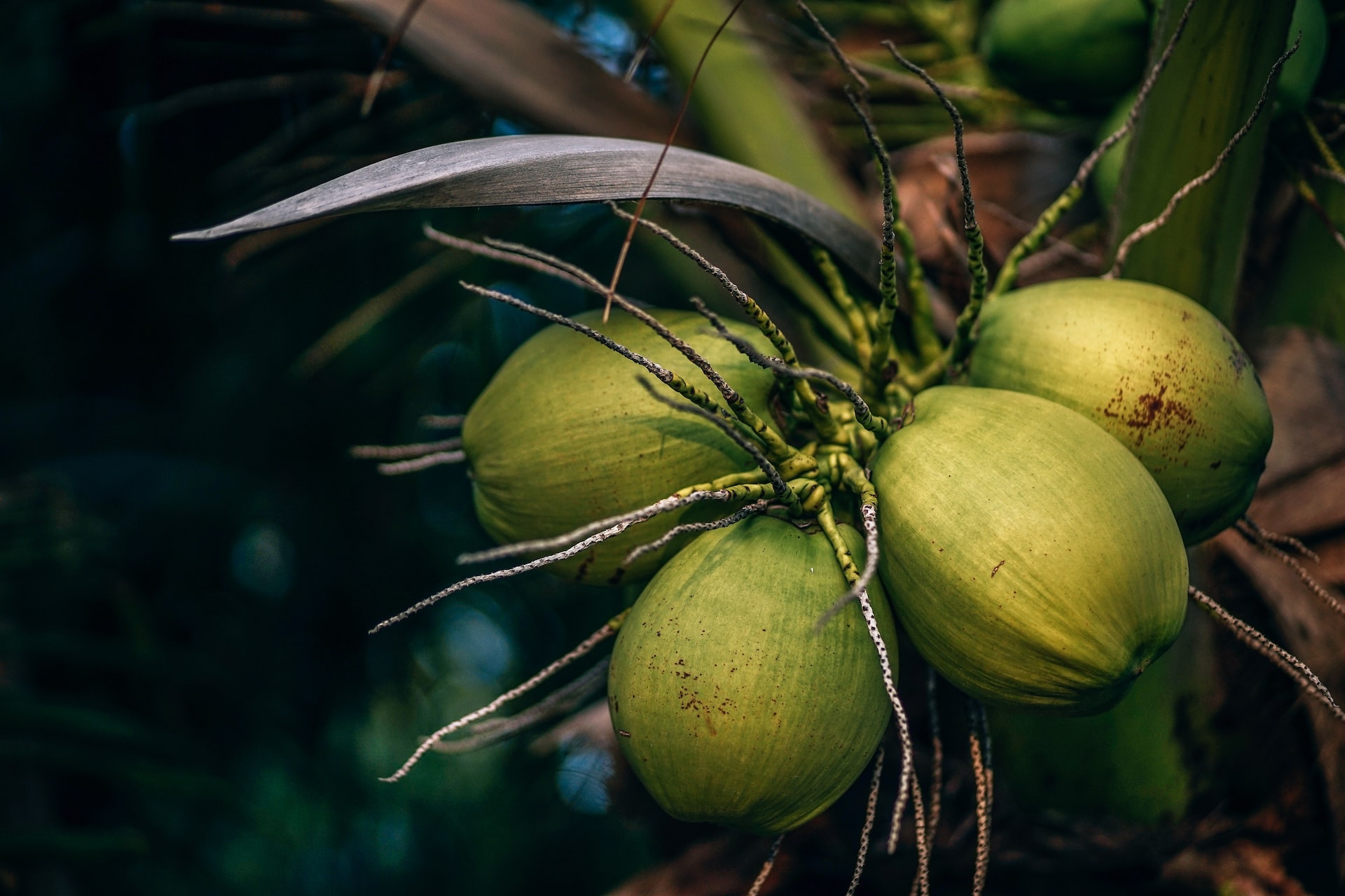 Coconut: A Nutritious and Delicious Superfood for Optimal Health