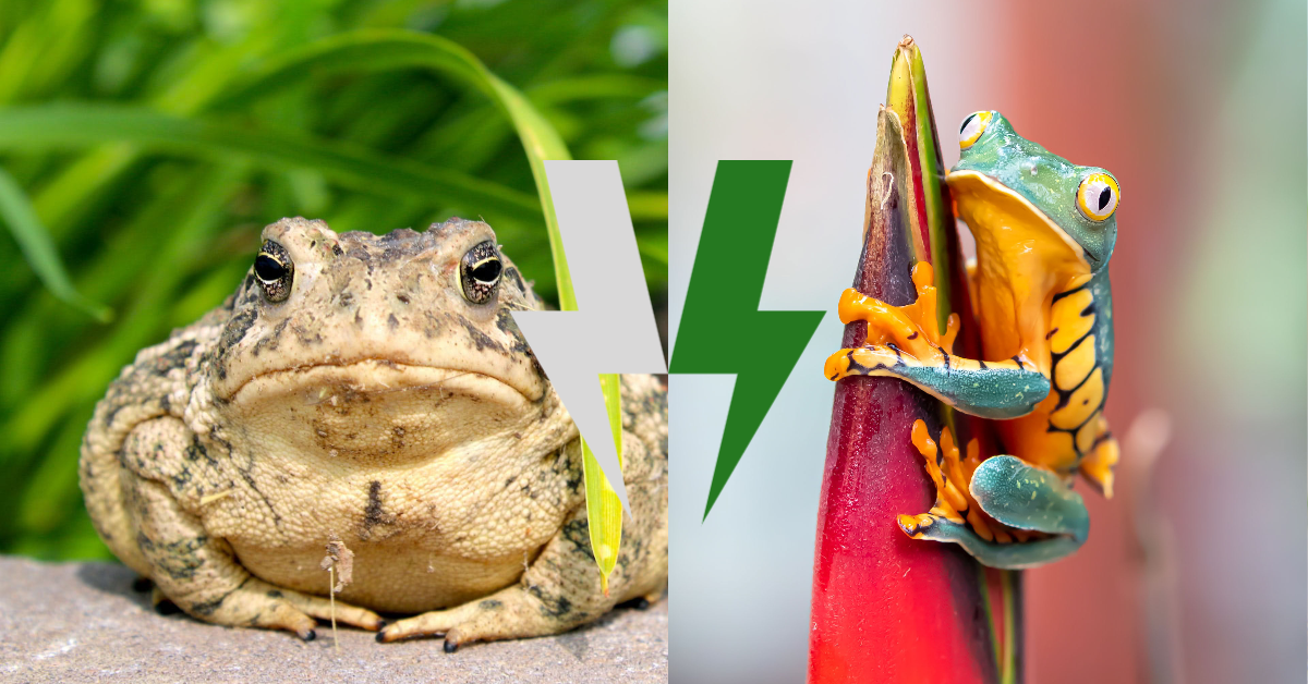 Comparison Between Frogs and Toads: The Battle for Watery Supremacy