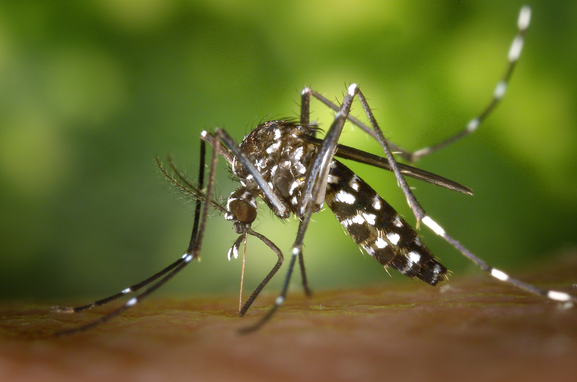 Cringy Fun Facts About Mosquitoes: The Only Thing More Annoying Than Your Mother-in-Law