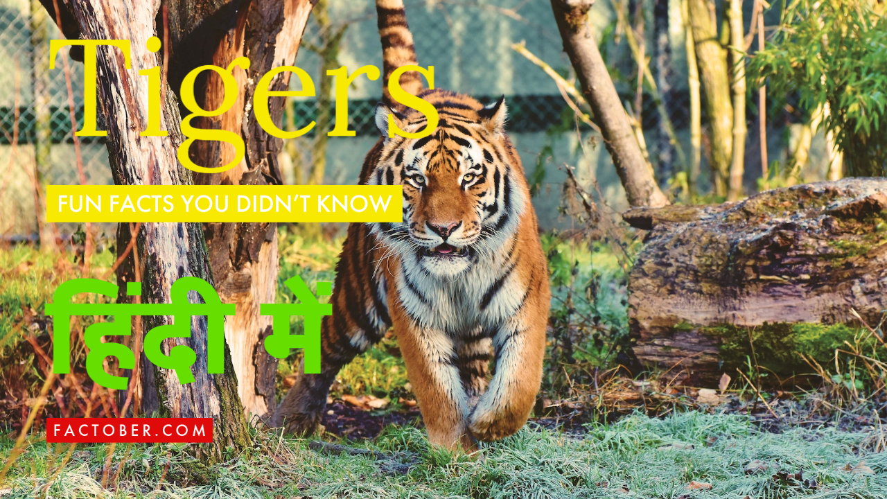 बाघों के बारे में रोचक तथ्य | Top 10 Interesting Fun Facts About Tigers in Hindi?