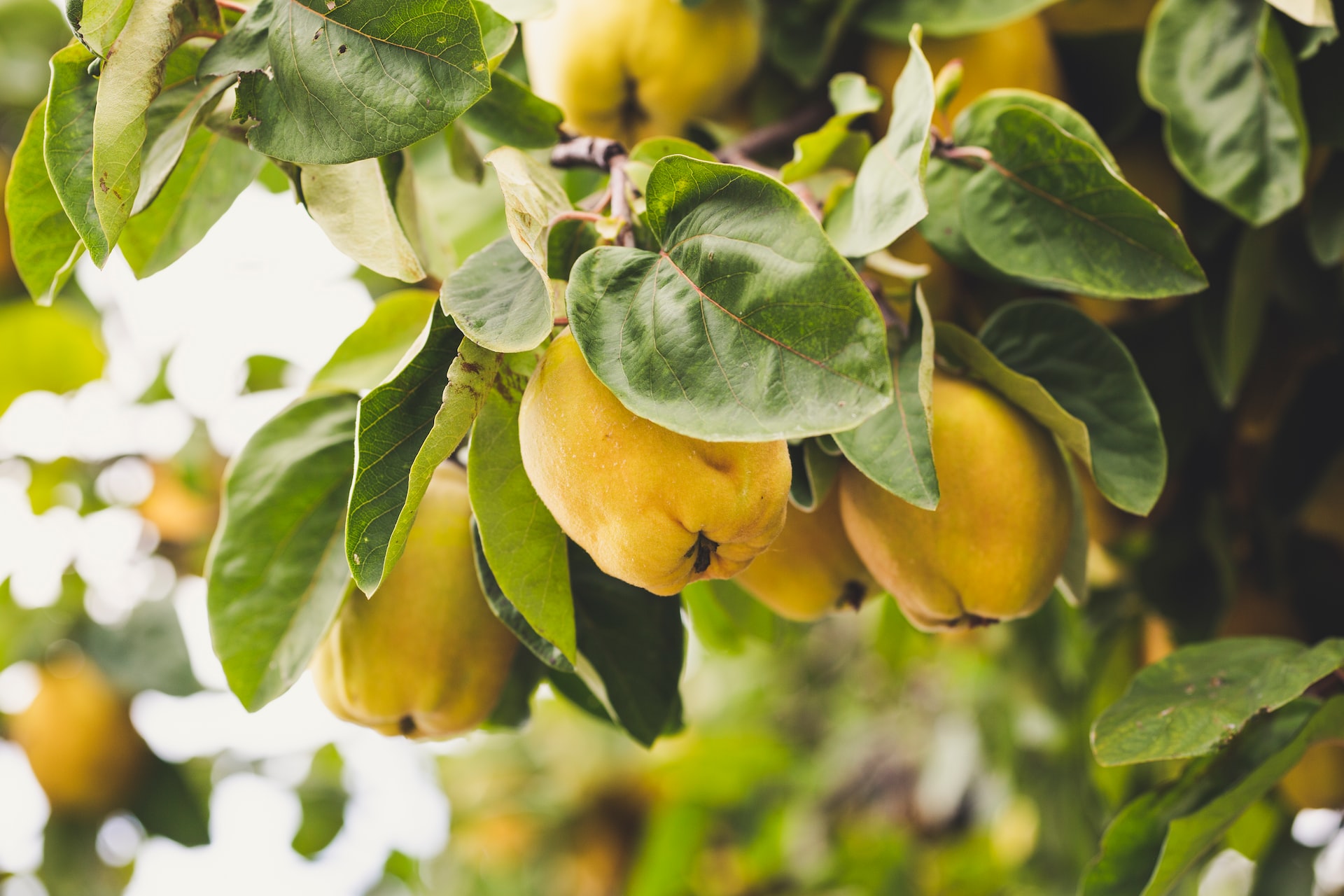 Discover the Health Benefits of Quince: From Heart Health to Blood Sugar Control