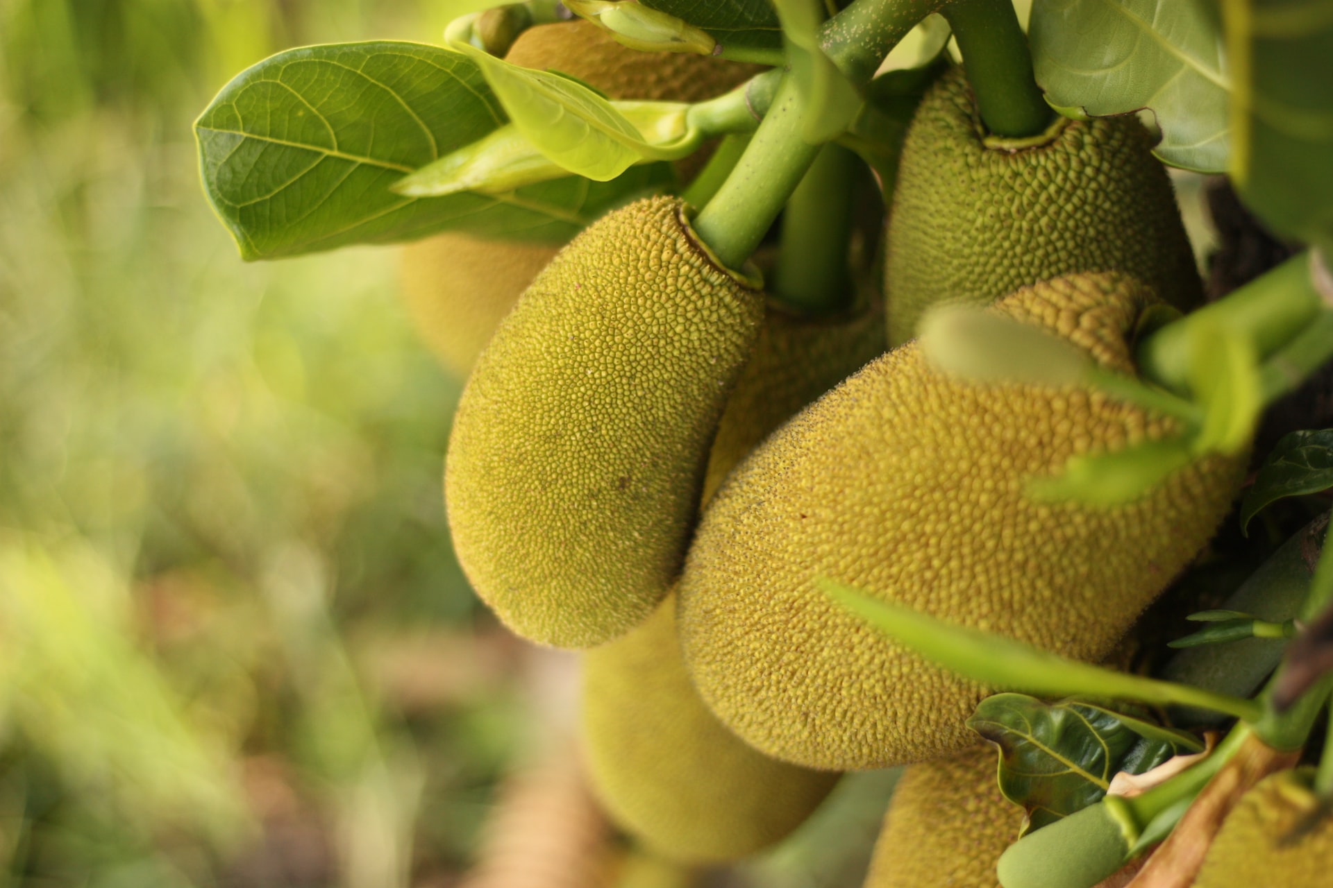 Discover the Delectable and Nutritious World of Jackfruit