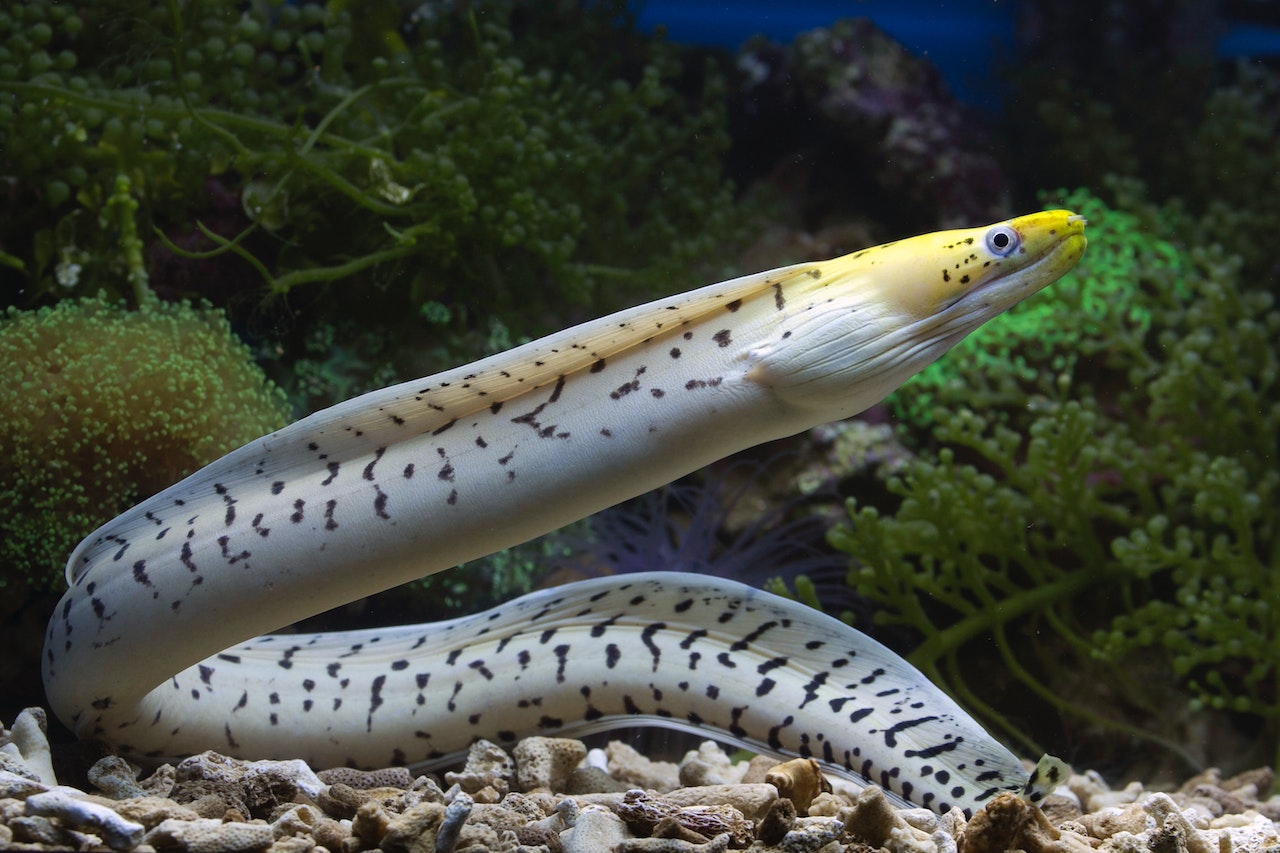 Discovering the Fascinating World of Eels: Fun Facts and Trivia