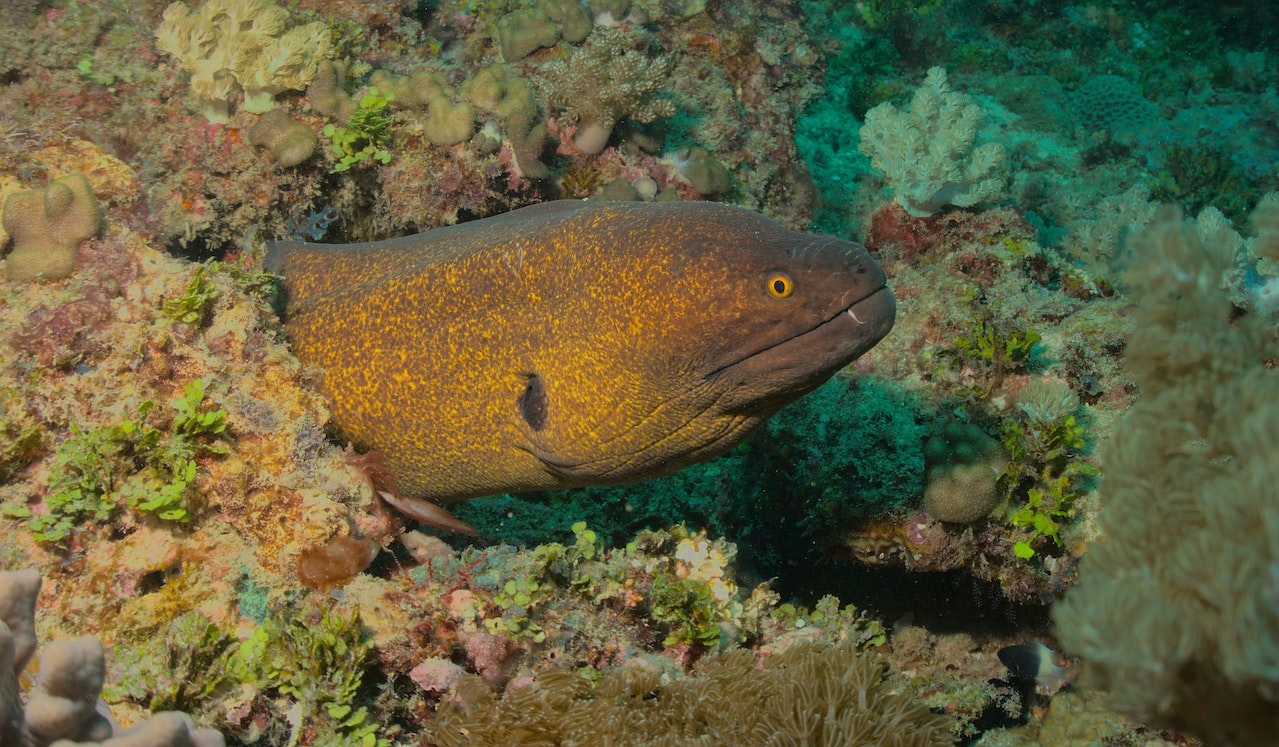 Discovering the Fascinating World of Eels: The Most Interesting Species