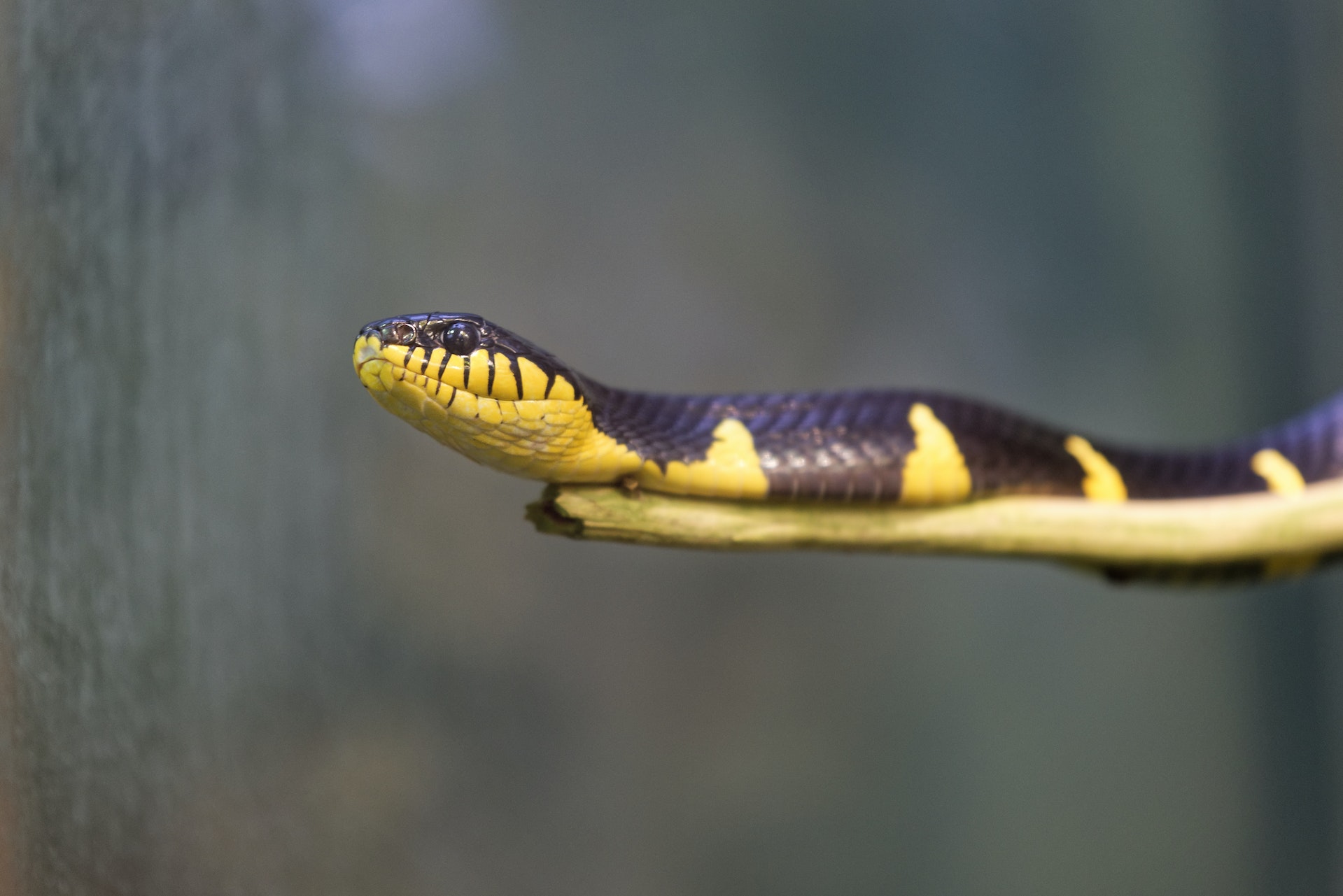 Discovering the Fascinating World of Snakes: 10 Fun Facts