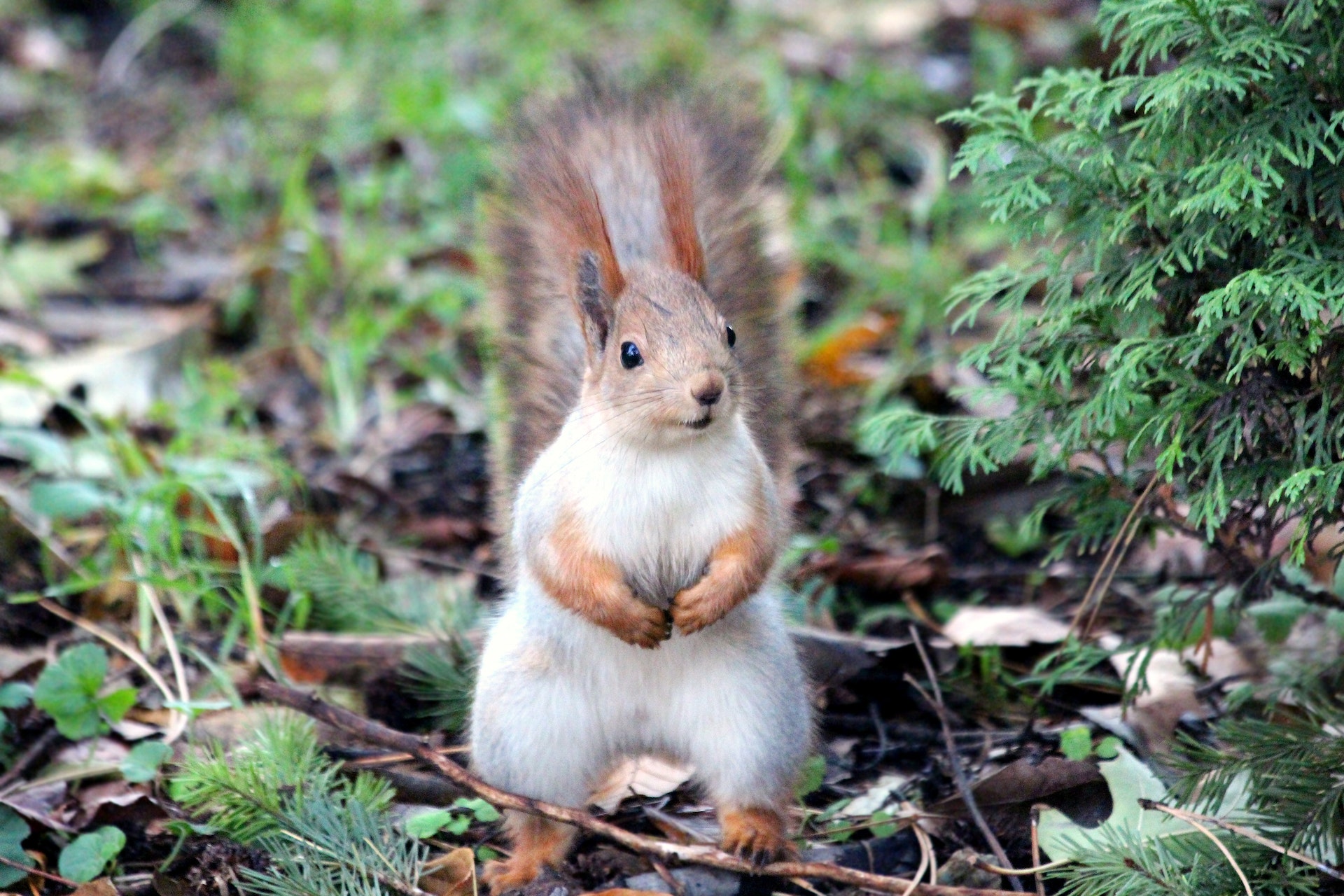 Discovering the Fascinating World of Squirrels: From Tree-Dwellers to City-Dwellers