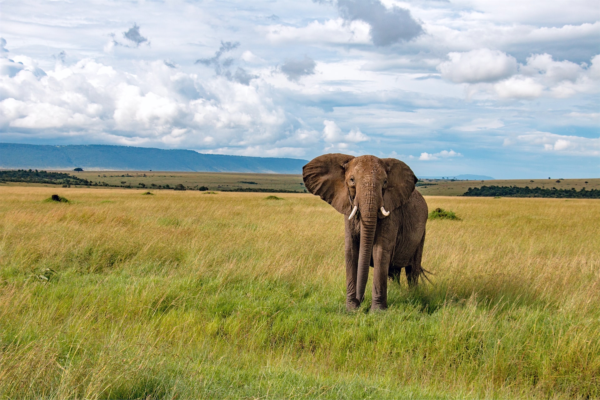 Elephantastic: The Fascinating World of the Largest Land Animal
