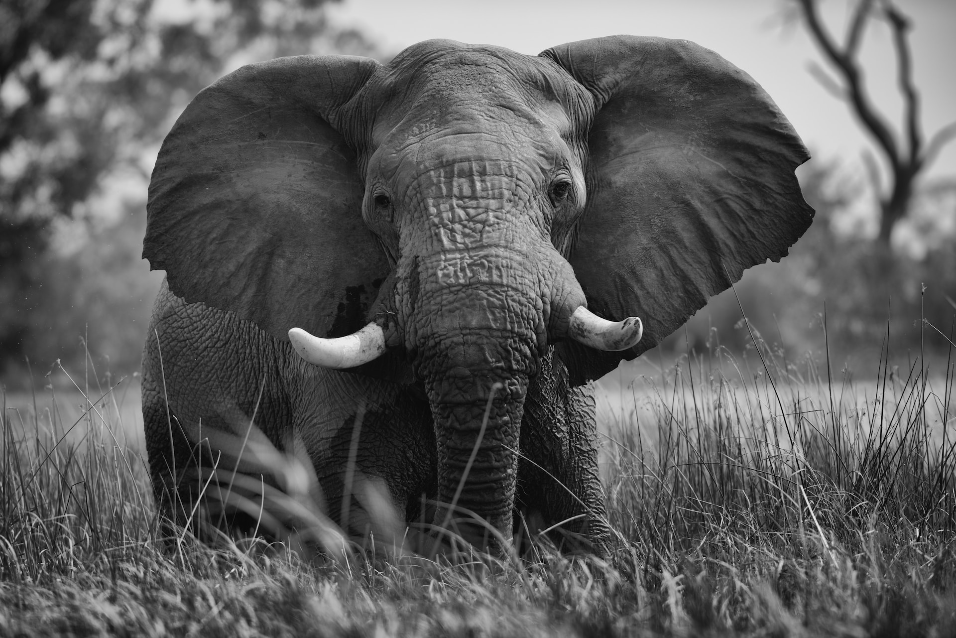 Elephants in Peril: The Fascinating World of African and Asian Giants | Conservation Efforts