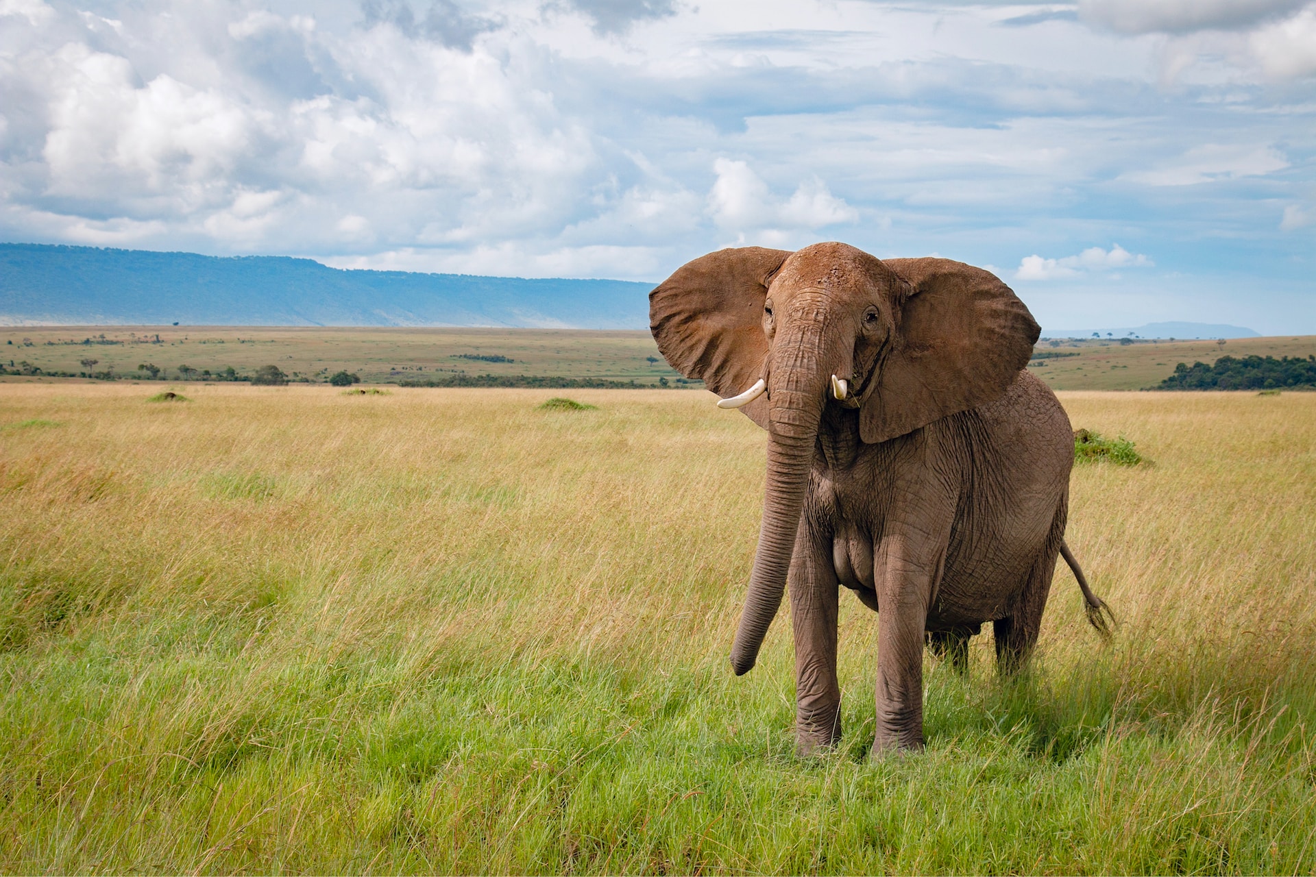 रोचक तथ्य हाथियों के संरक्षण के बारे में| Elephants in Peril: Conservation Efforts and Hope in Hindi