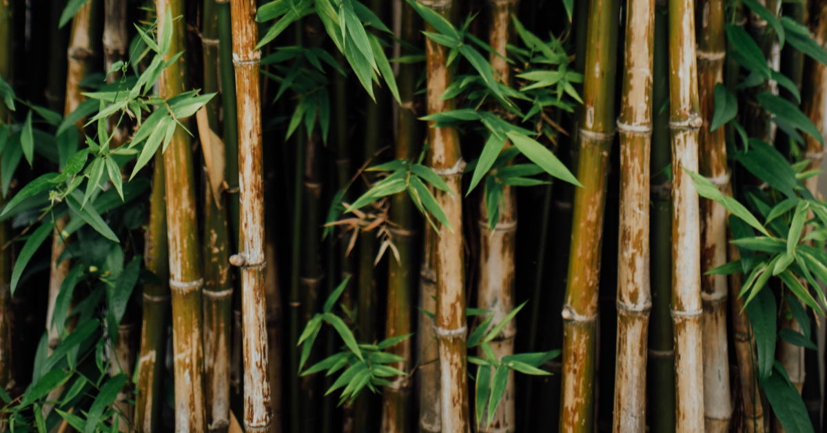 The Environmental Benefits of Bamboo in India: A Sustainable and Eco-Friendly Material