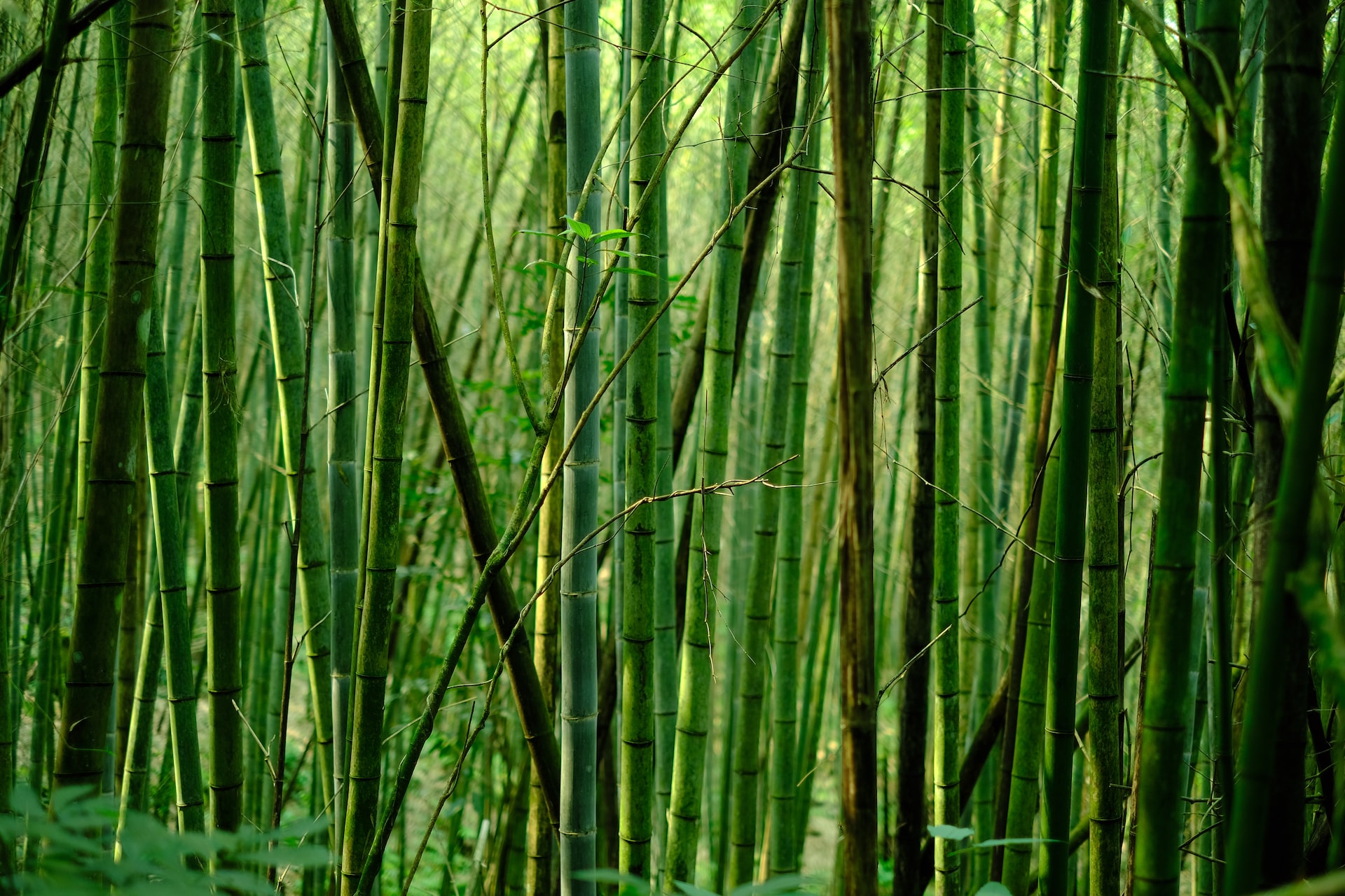 The Environmental Benefits of Bamboo: Why This Sustainable Material is Good for the Planet