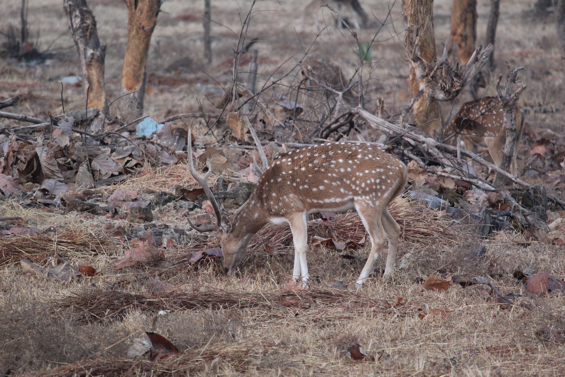 Experience the Beauty of Indian Wildlife: A Guide to Going on a Safari in the Tadoba National Park
