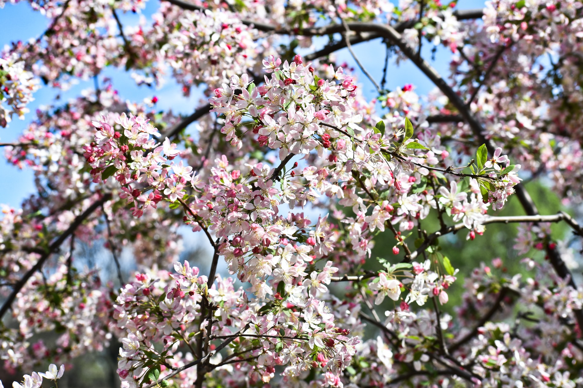 Experience the Beauty of Cherry Blossoms in Washington, D.C.: Travel Guide