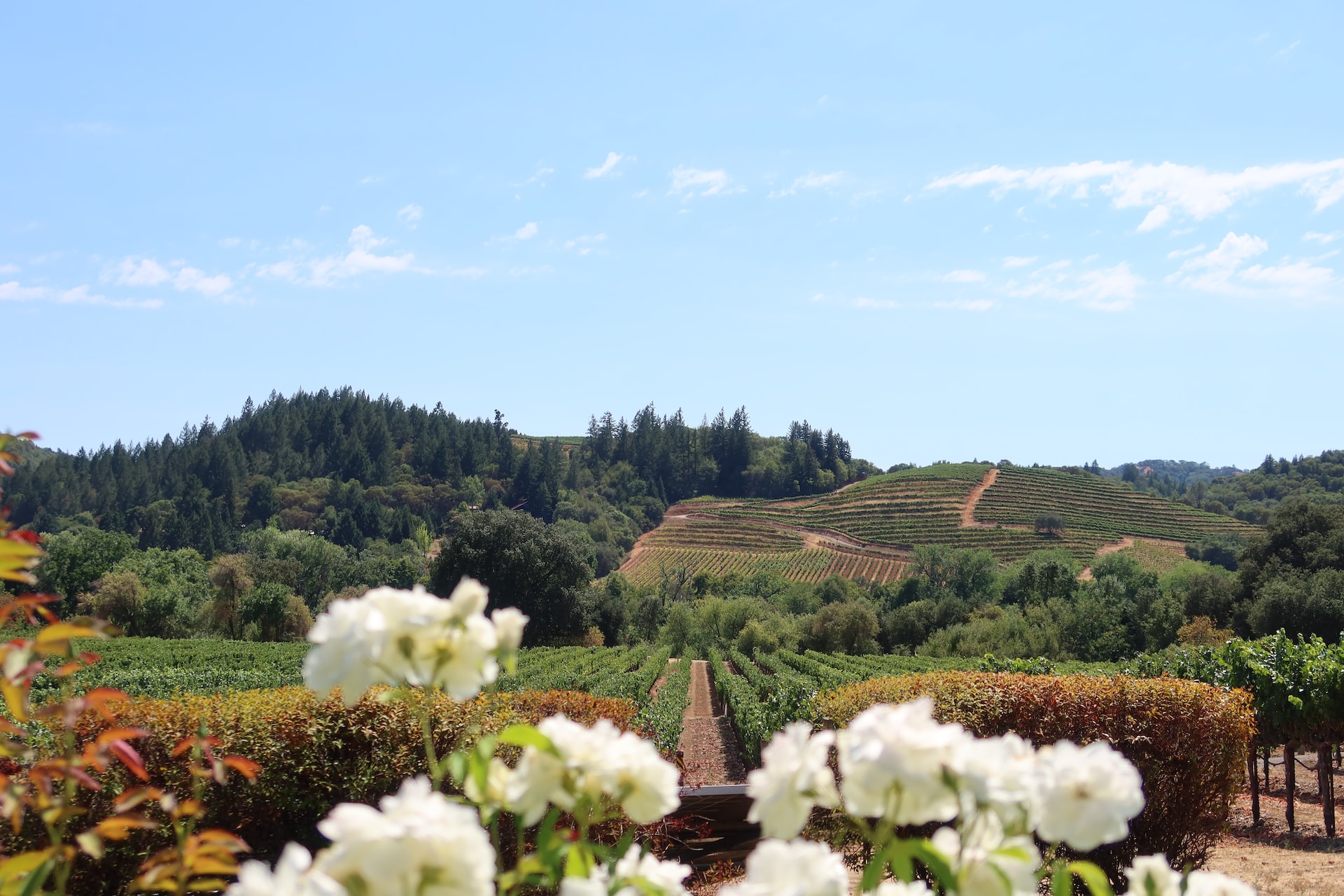 Experience the Beauty and Luxury of Napa Valley: Travel Guide