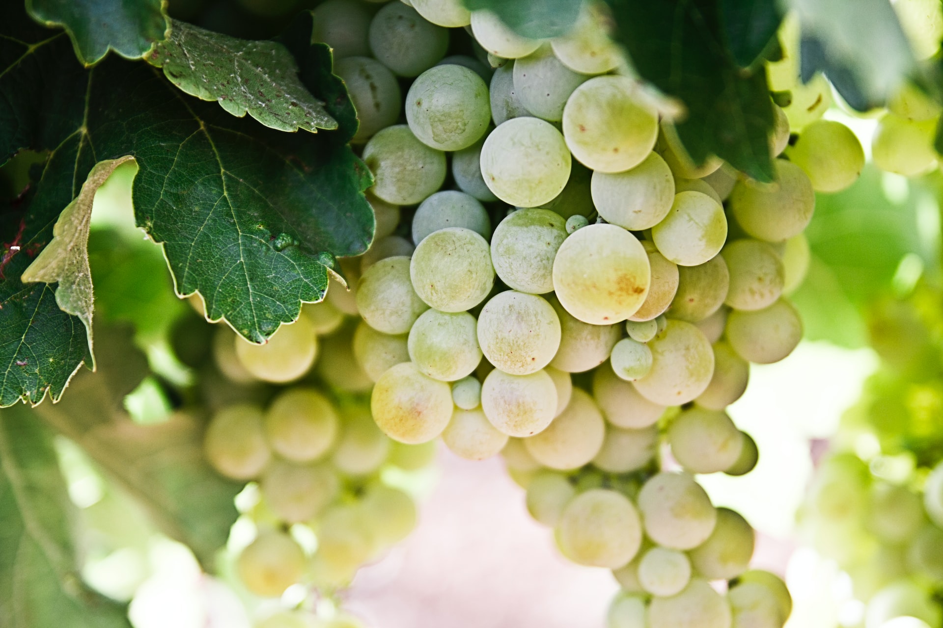 Explore the Delicious and Nutritious World of Grapes