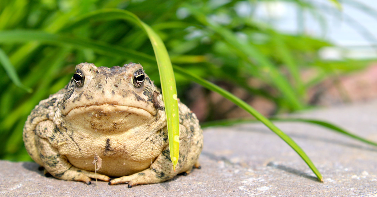 Exploring the Fascinating World of Toads: Interesting Facts and Information