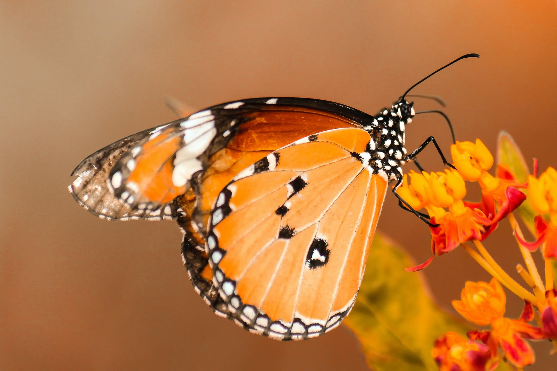 Top 9 Mind Boggling Facts About Butterflies That You Never Knew in Your Whole Life