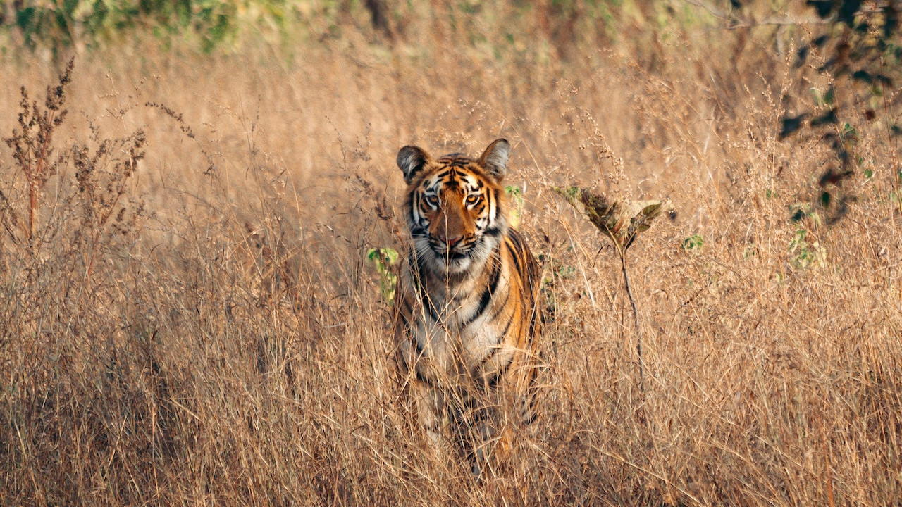 बाघों के बारे में रोचक तथ्य| Interesting Facts About Tigers in Hindi