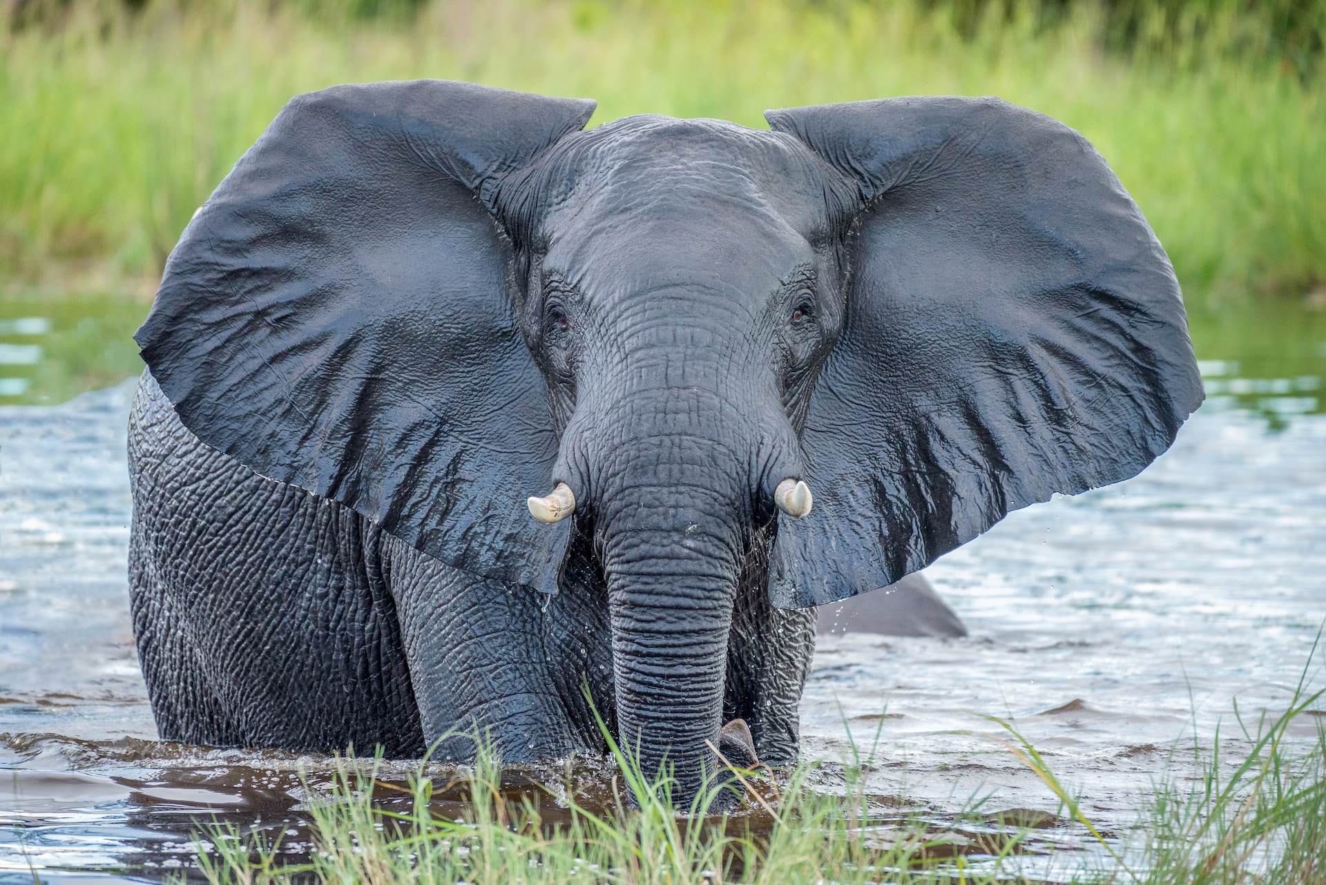 हाथियों के झुंड के बारे में रोचक तथ्य| Fun Facts About Elephants Herds in Hindi