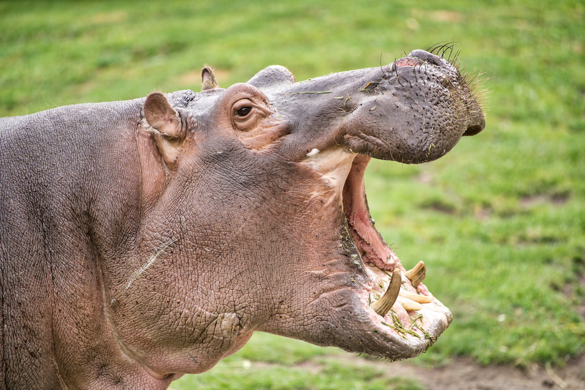 दरियाई घोड़े के बारे में रोचक तथ्य | Top 10 Interesting Facts About Hippopotamuses (Hippo) You Should Know