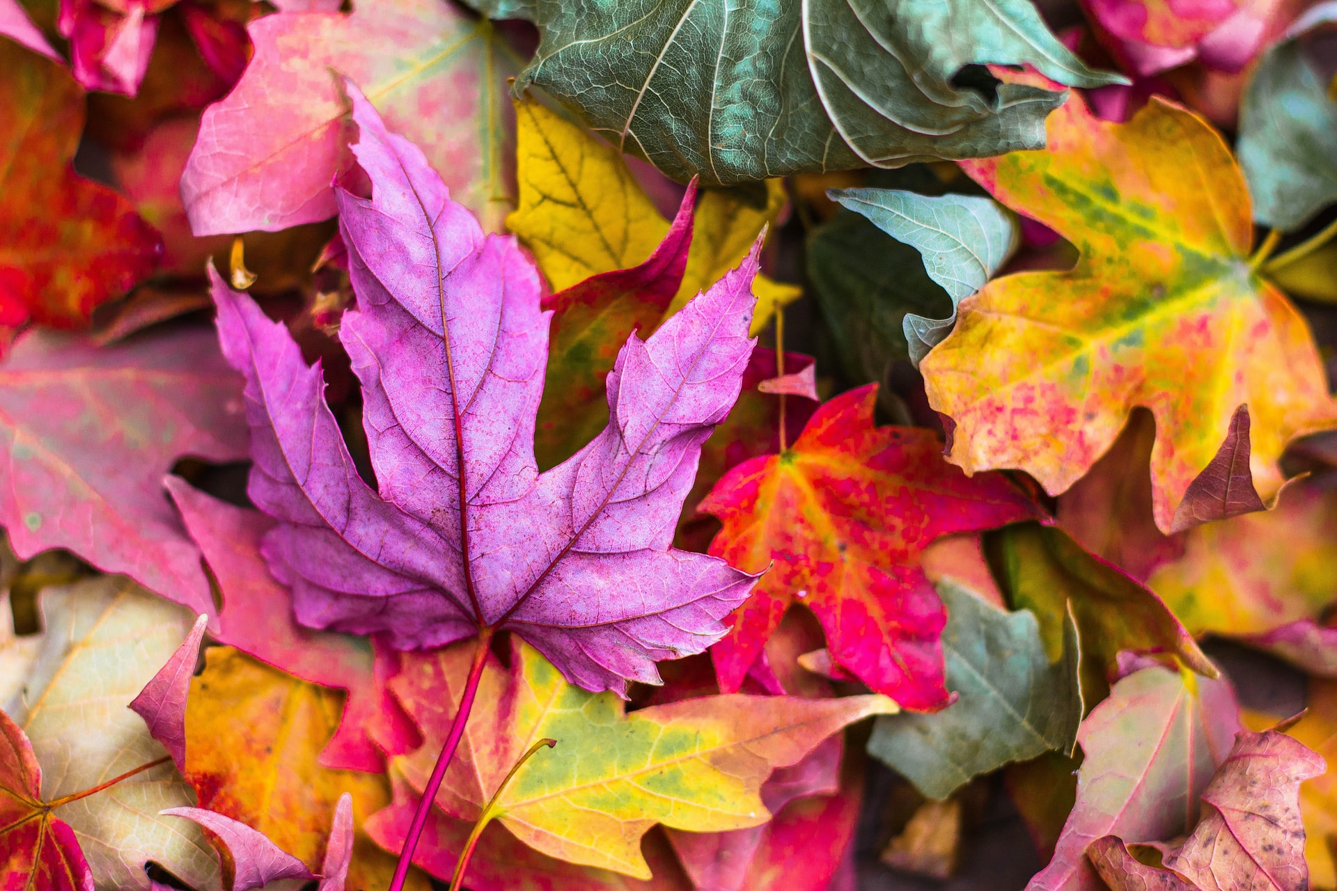 Fall into Autumn: 10 Surprising Facts About the Season