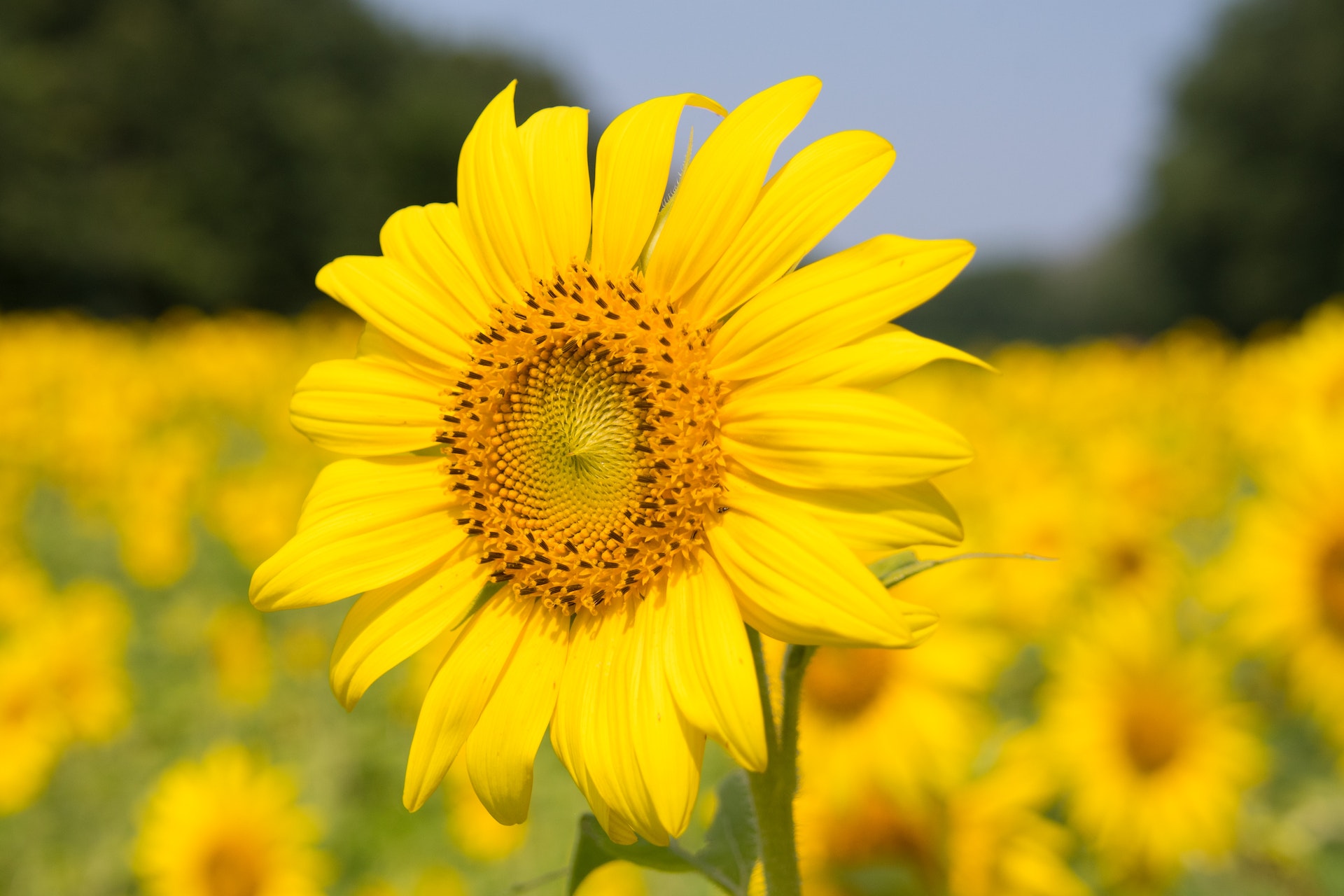 सनफ्लॉवर / सूरजमुखी के बारे में रोचक तथ्य हिंदी  में | Fascinating Facts About Sunflowers Documentary in Hindi