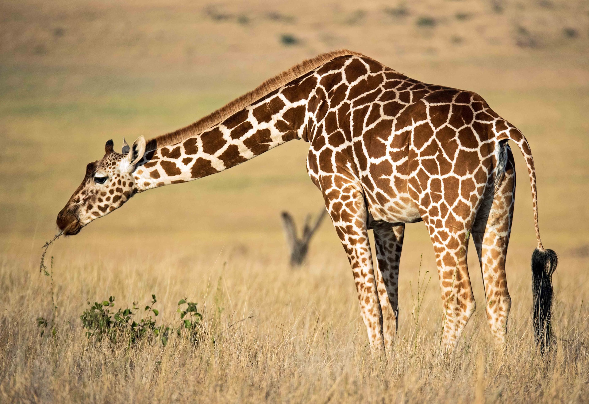 7 Fascinating Fun Facts About Giraffes You Didn’t Know