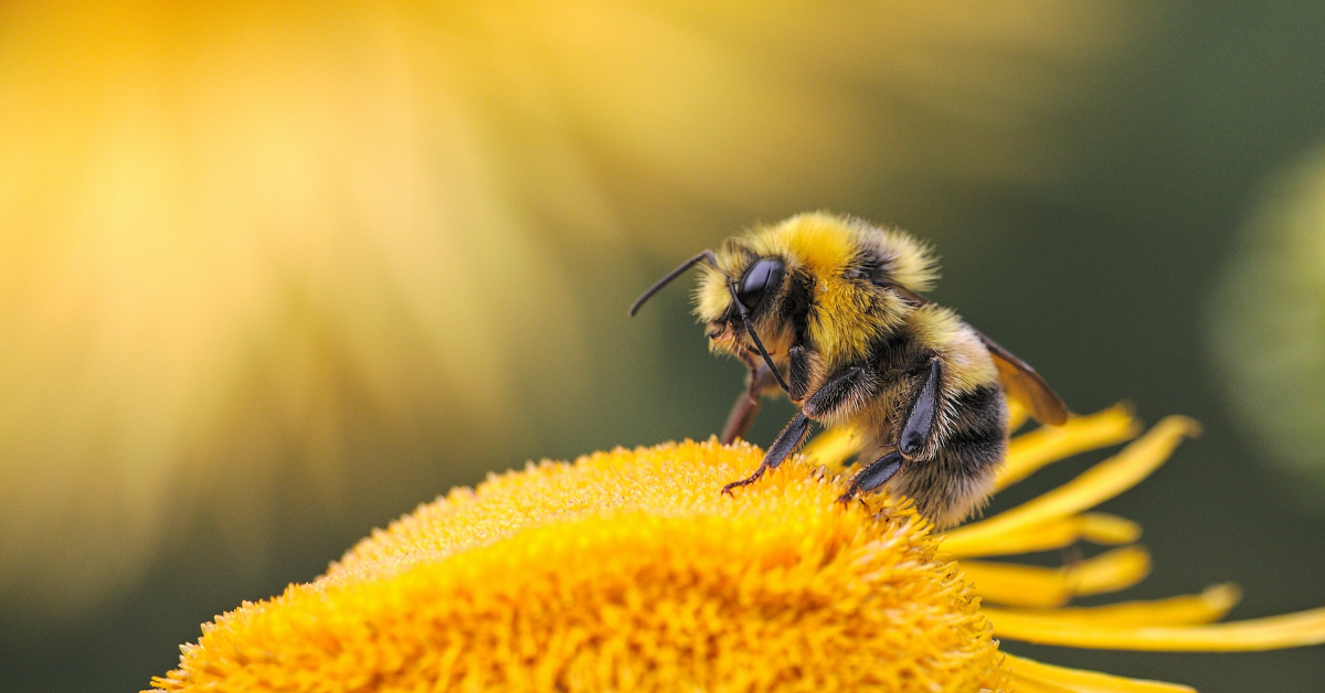Exploring the Fascinating World of Honeybees: 13 Surprising Facts About These Important Pollinators